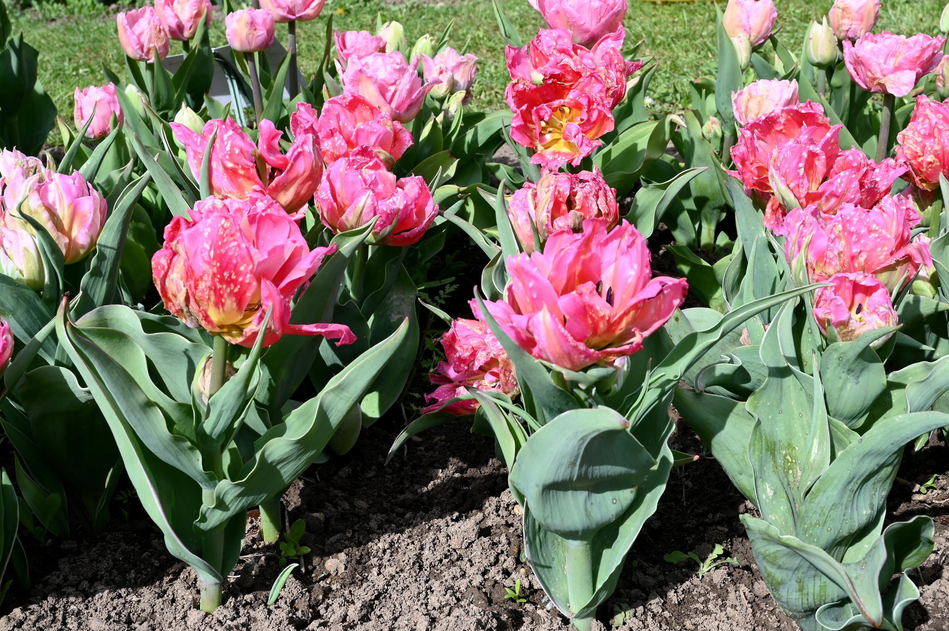 Gefüllte frühe Tulpe Dotcom im Beet mit großen, zartrosa bis weißlich-grün nuancierten, pfingstrosenartigen Blüten – elegante Frühlingsblume für Rabatten, Kübel und als Schnittblume.