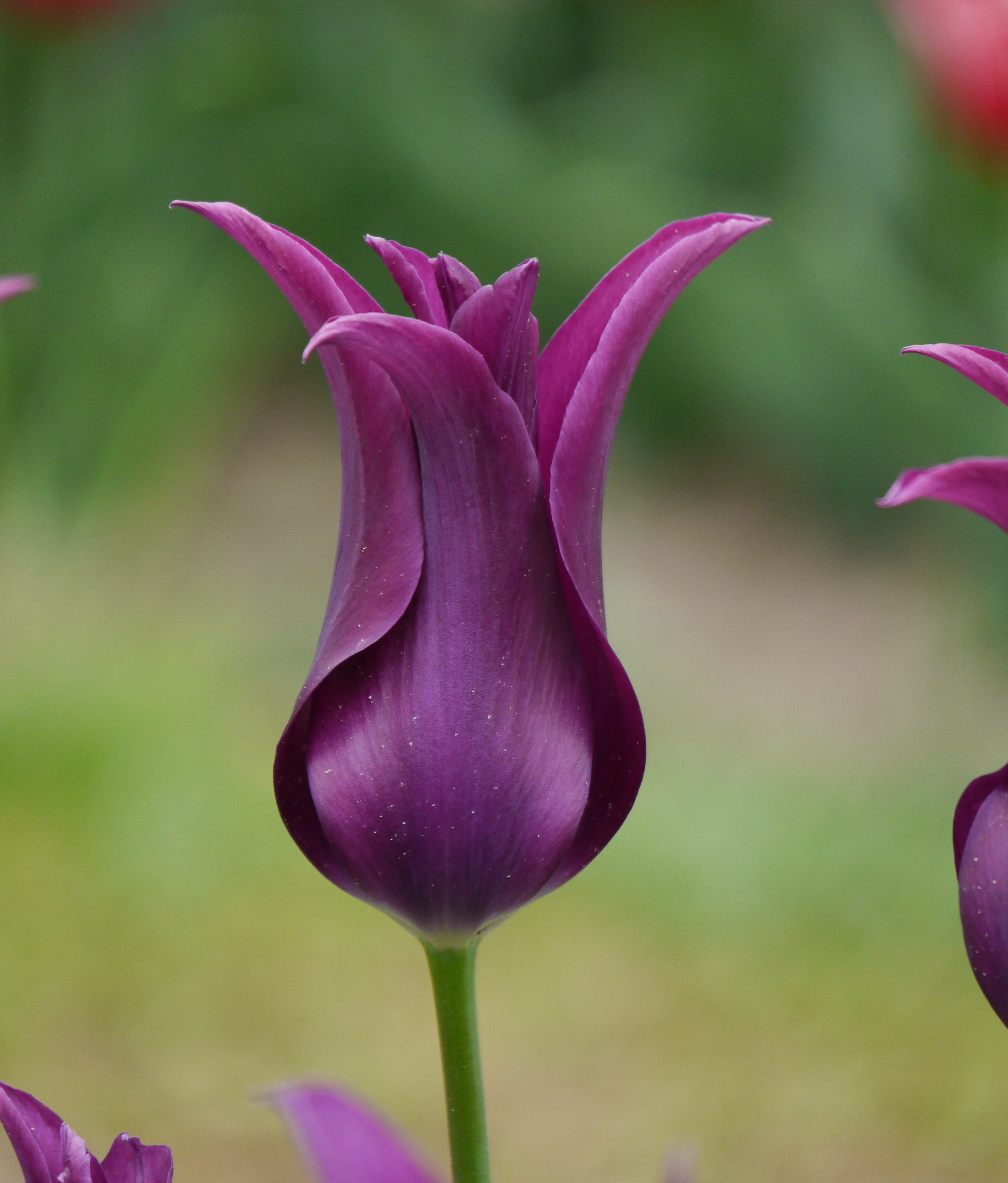 Nahaufnahme einer dunkelvioletten Tulpenblüte mit spitz zulaufenden Blütenblättern und grünem Stiel vor unscharfem, grünem Hintergrund