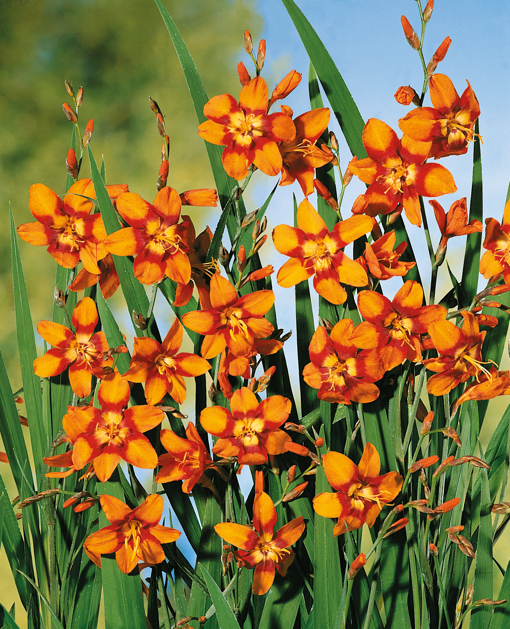 Montbretien (Crocosmia) Emily McKenzie mit großen, orangefarbenen, trichterförmigen Blüten und rotem Schlund, ideal für Beete, Kübel und als Schnittblume im Spätsommer
