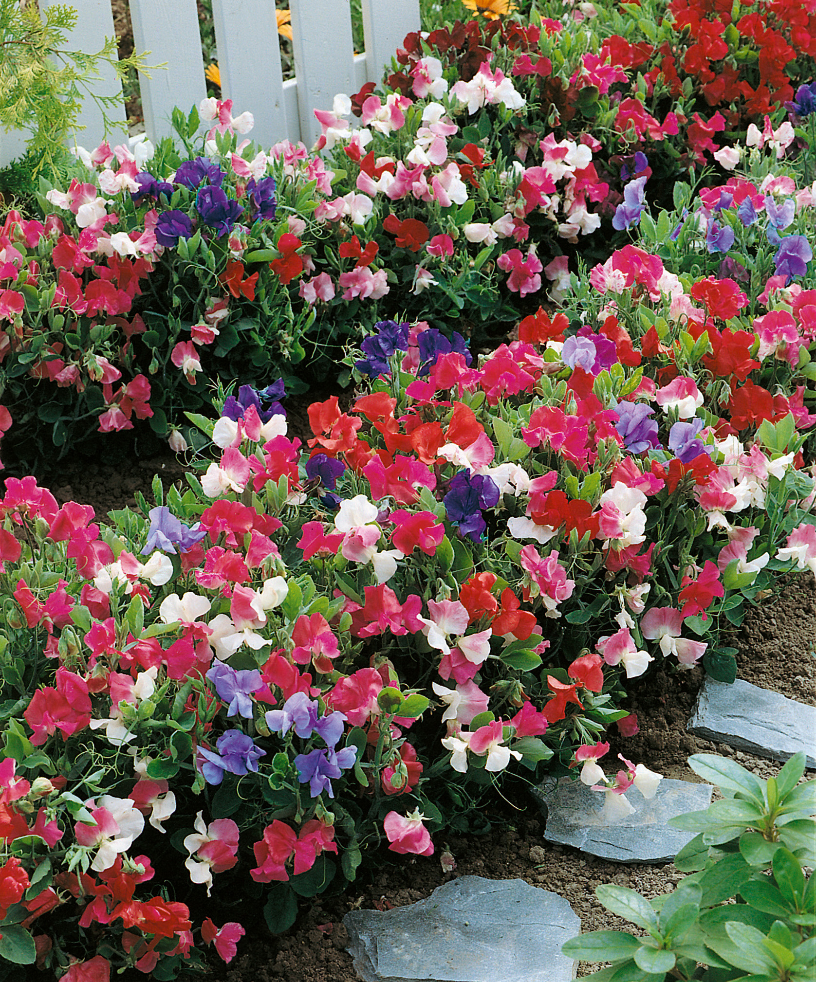 Bunte Duftwicken (Lathyrus odoratus) in Rosa, Rot, Weiß und Violett dicht bepflanzt im Beet vor einem weißen Lattenzaun, mit schmalem Steinplattenweg
