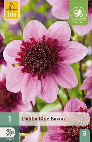 Anemonenblütige Dahlie Blue Bayou