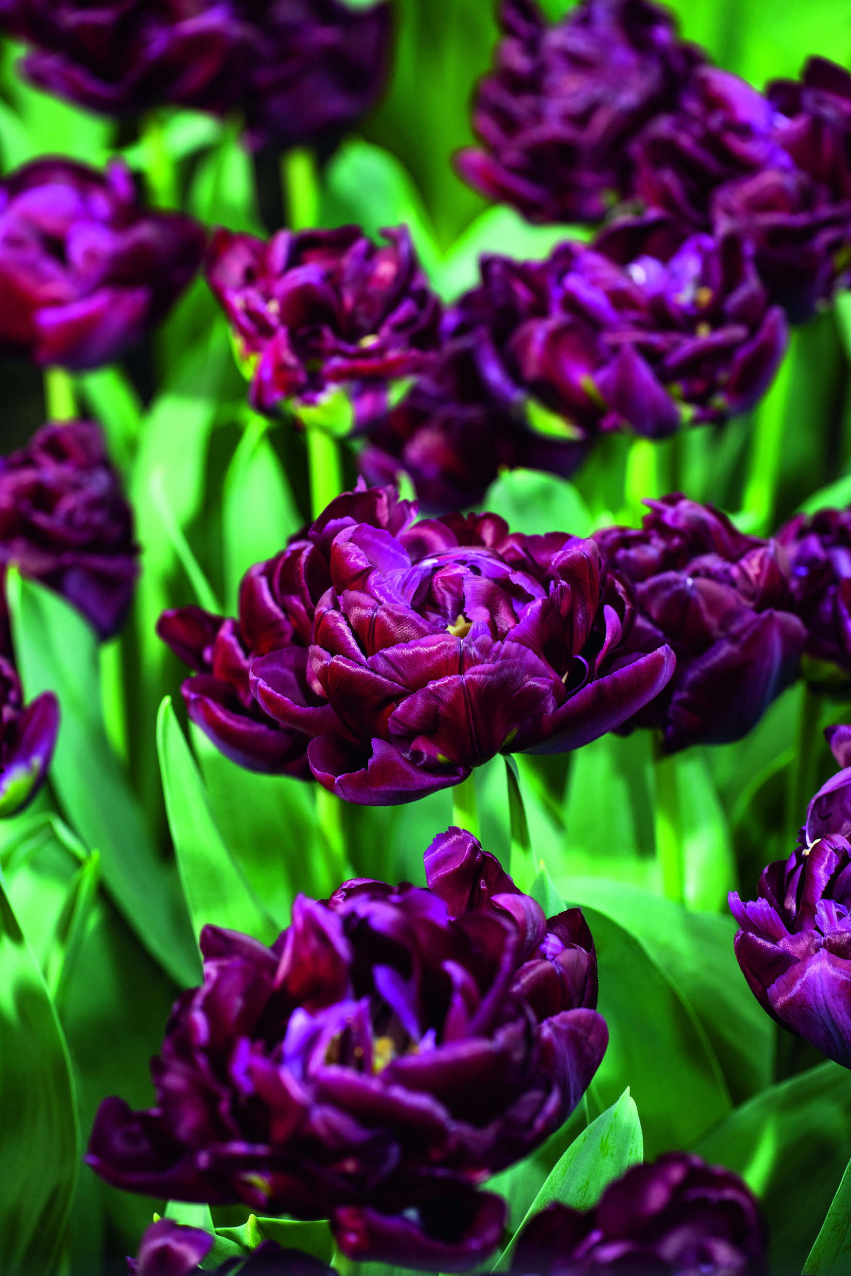 Nahaufnahme von gefüllten dunkelvioletten Tulpen im Beet, kontrastierend mit leuchtend grünen Blättern