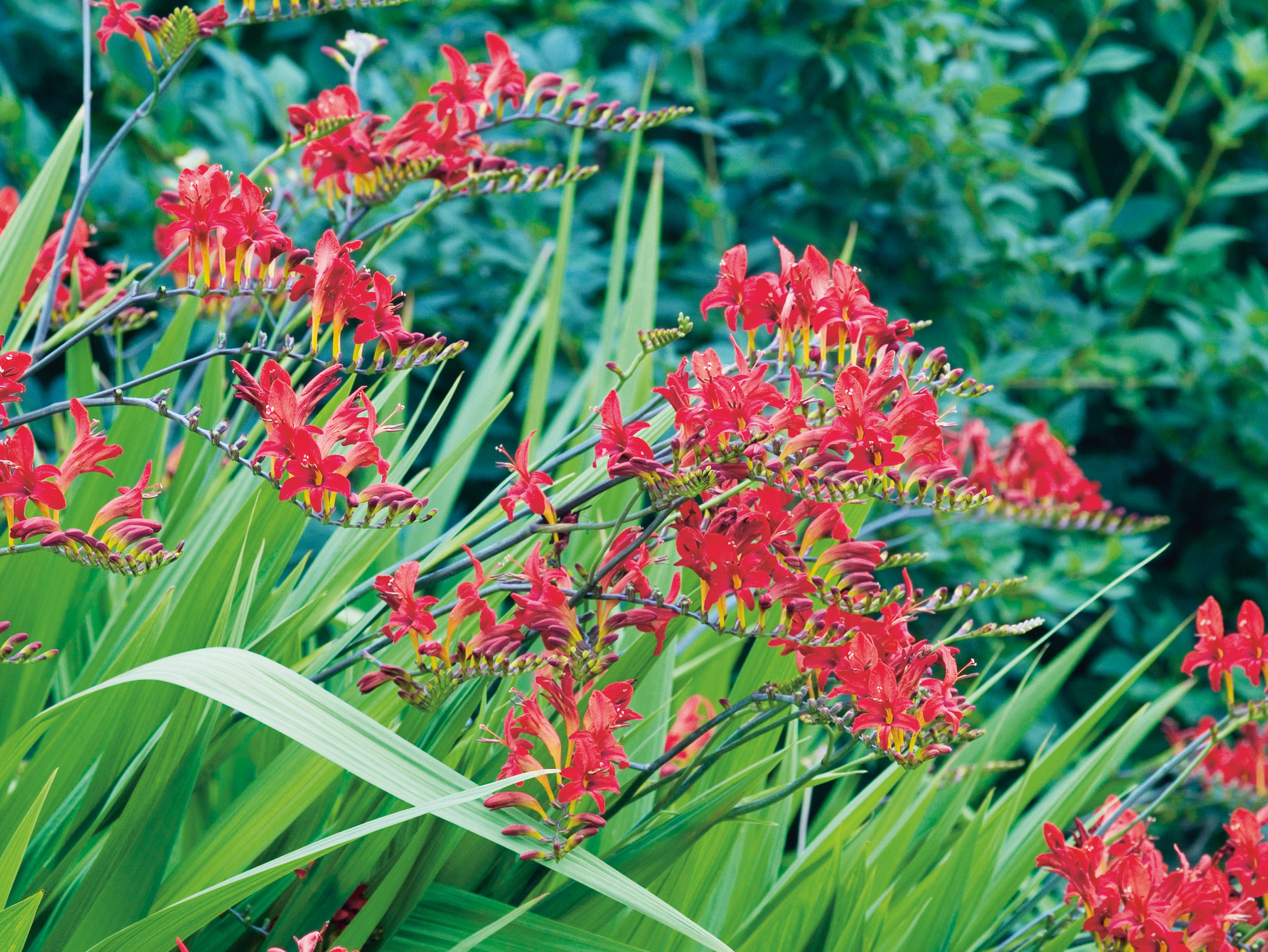 Rote Crocosmia (Montbretie) Blüten in Büscheln mit grünen, schwertförmigen Blättern im Garten