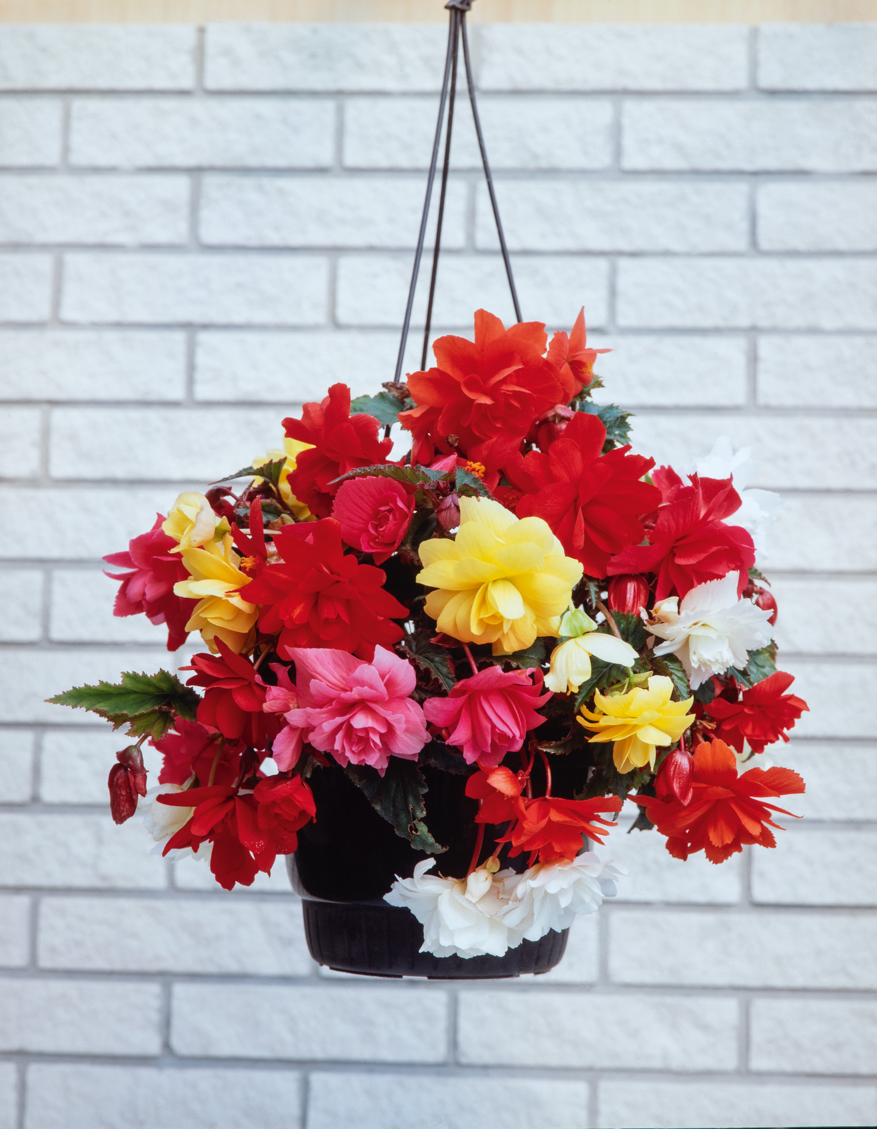 2727_Hängebegonien Mix Bunt blühende hängende Begonien in schwarzem Kunststofftopf mit roten, gelben, rosa und weißen Blüten vor heller Ziegelwand