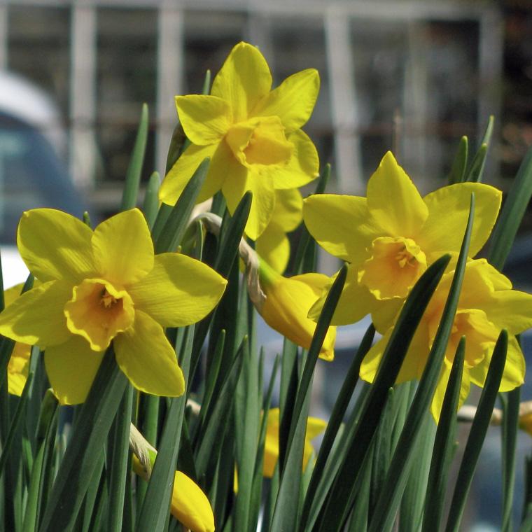 Gelbe Narzissenblüten mit grünen Blättern