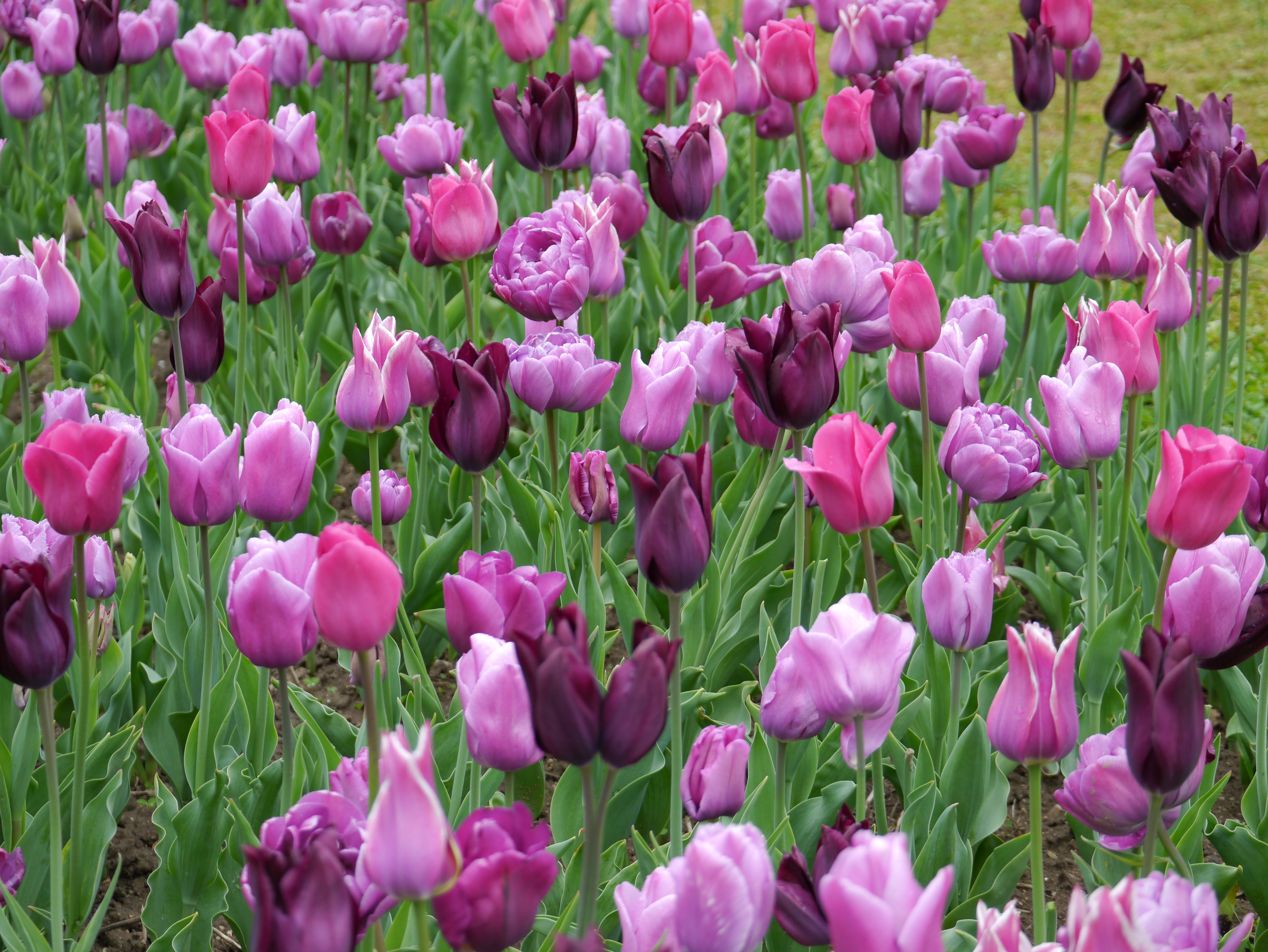 Violette und rosa Tulpen in einem Blumenbeet, dichter Bestand mit grünen Blättern