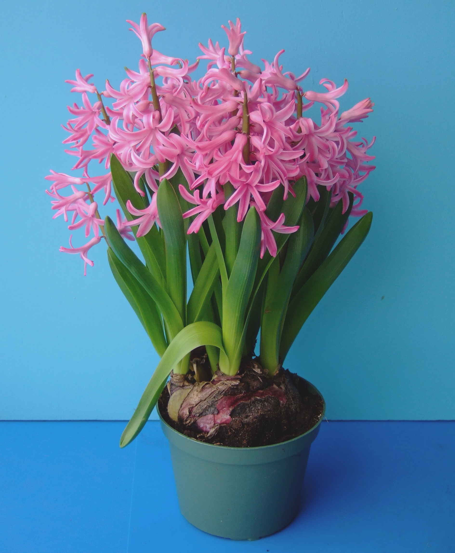 Pink blühende Hyazinthe (Hyacinthus) in grünem Kunststofftopf vor blauem Hintergrund, dichte rosa Blütentrauben, lange grüne Blätter und sichtbare Zwiebel im Erdreich