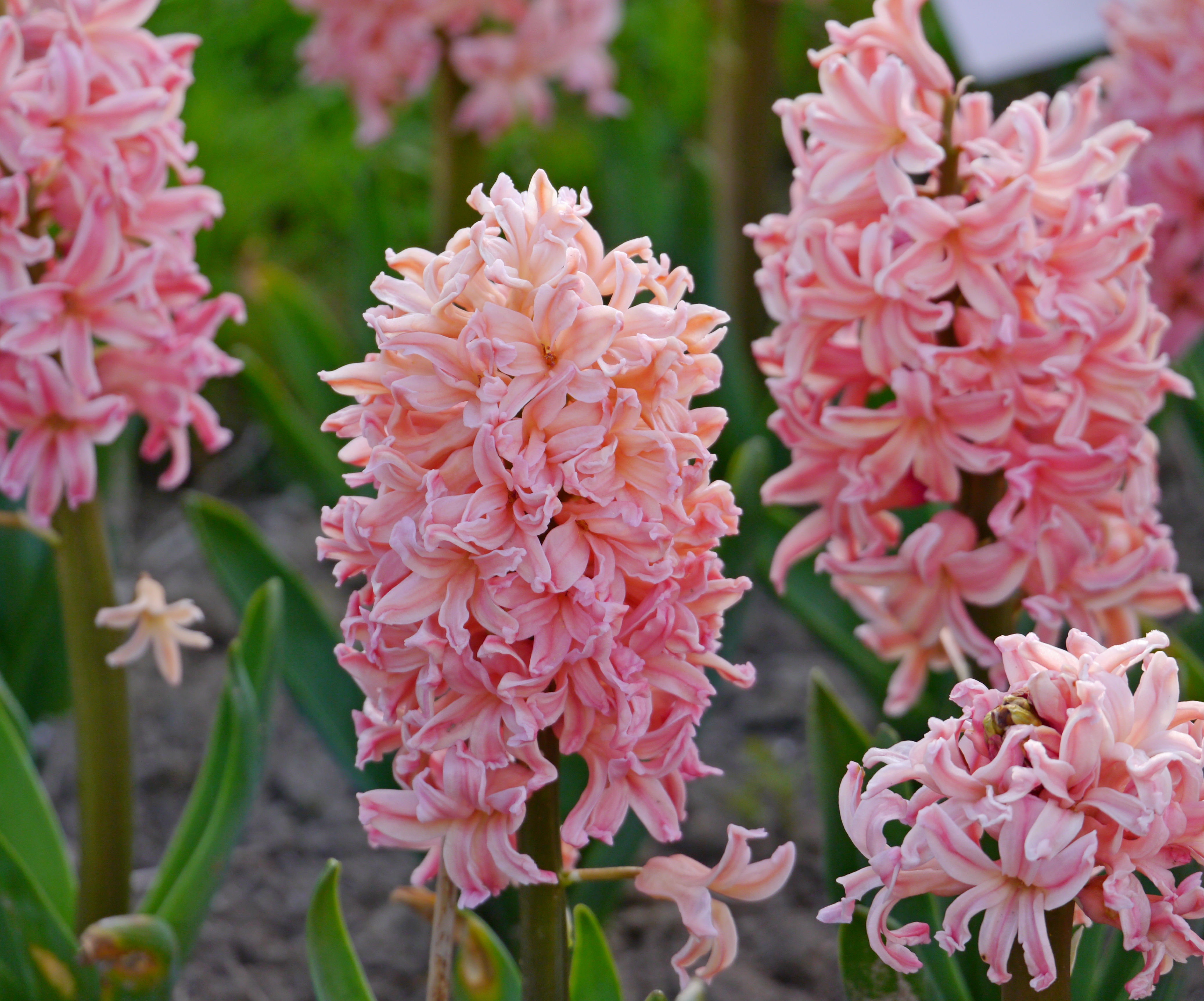 Nahaufnahme von rosa Hyazinthenblüten im Beet mit dichten Blütentrauben und grünen Blättern