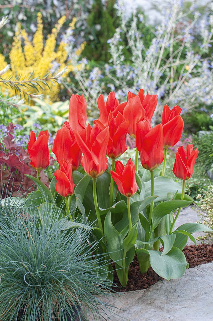 Fosteriana-Tulpen Madame Lefeber