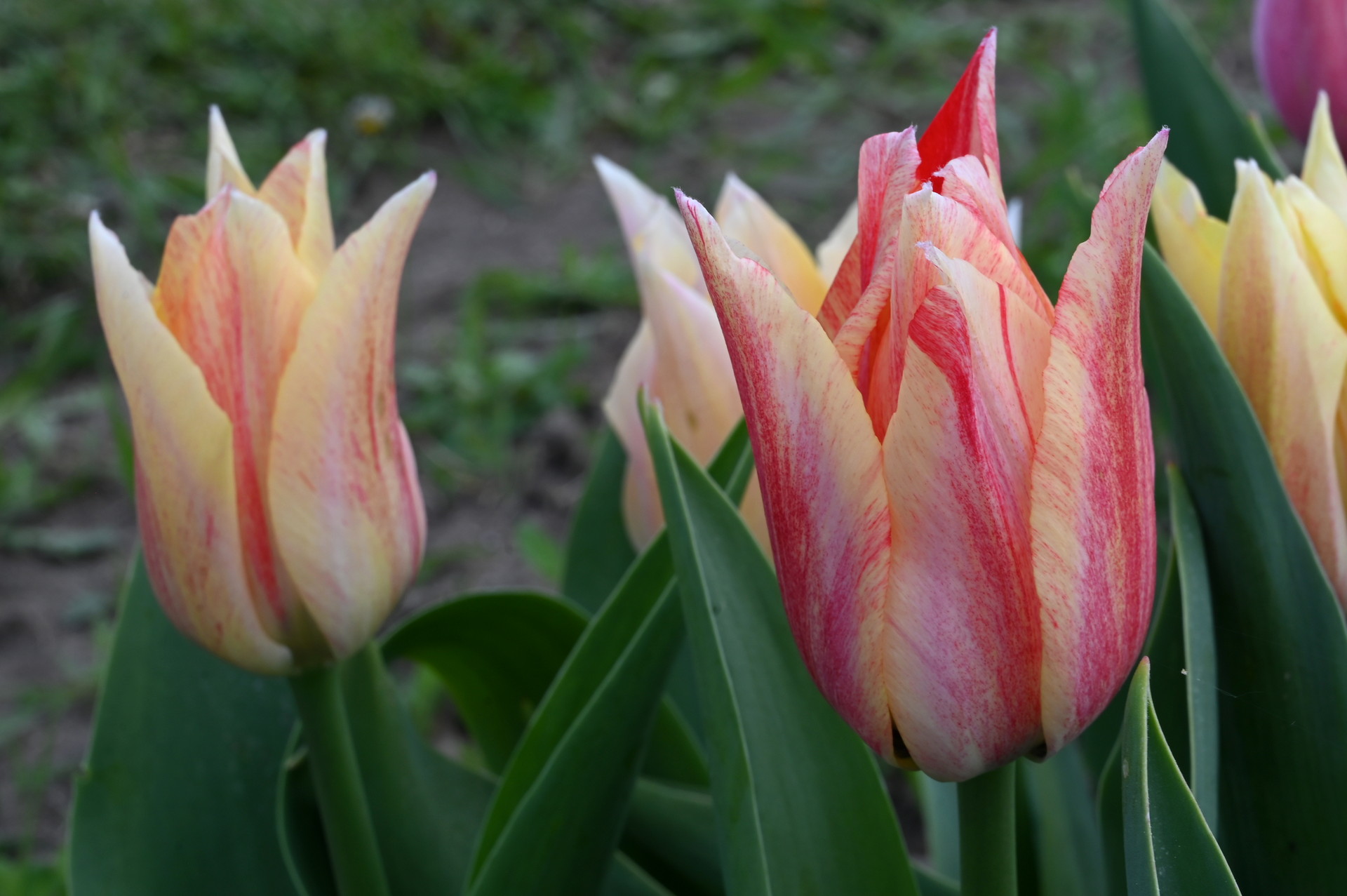 Nahaufnahme der Triumph-Tulpe Karate mit zart gelben Blüten, rosigen Übergängen und kirschroten Zeichnungen – elegante Frühlingsblume für Beet, Rabatte und Kübel.