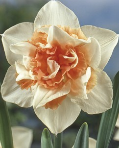 Gefüllte Narzisse Replete mit kompakt gefüllter, großblumiger Blüte in Weiß-Rosa, ideal für Garten, Topf und als Schnittblume