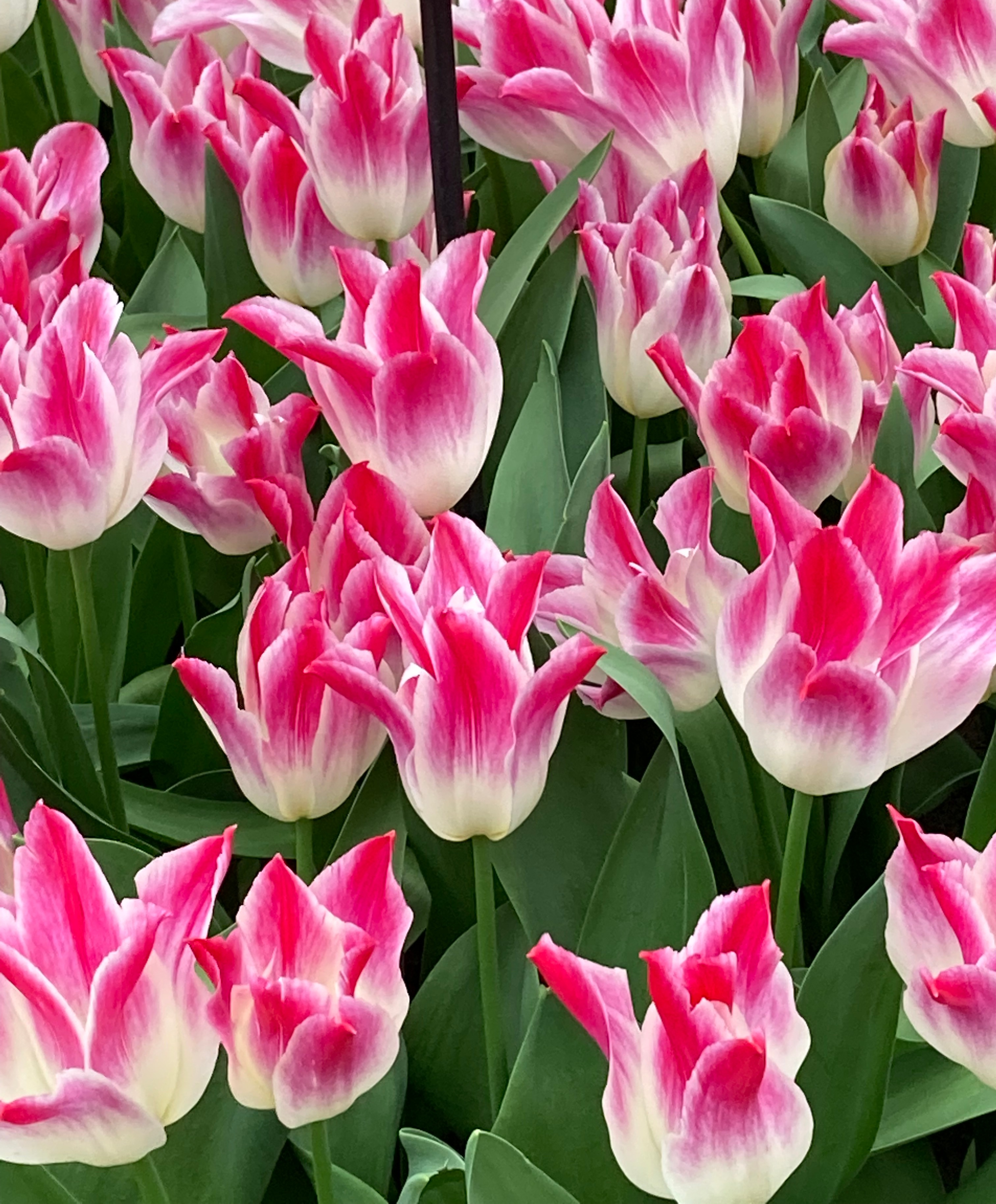 Nahaufnahme rosa-weißer Tulpen mit grünen Blättern im Blumenbeet