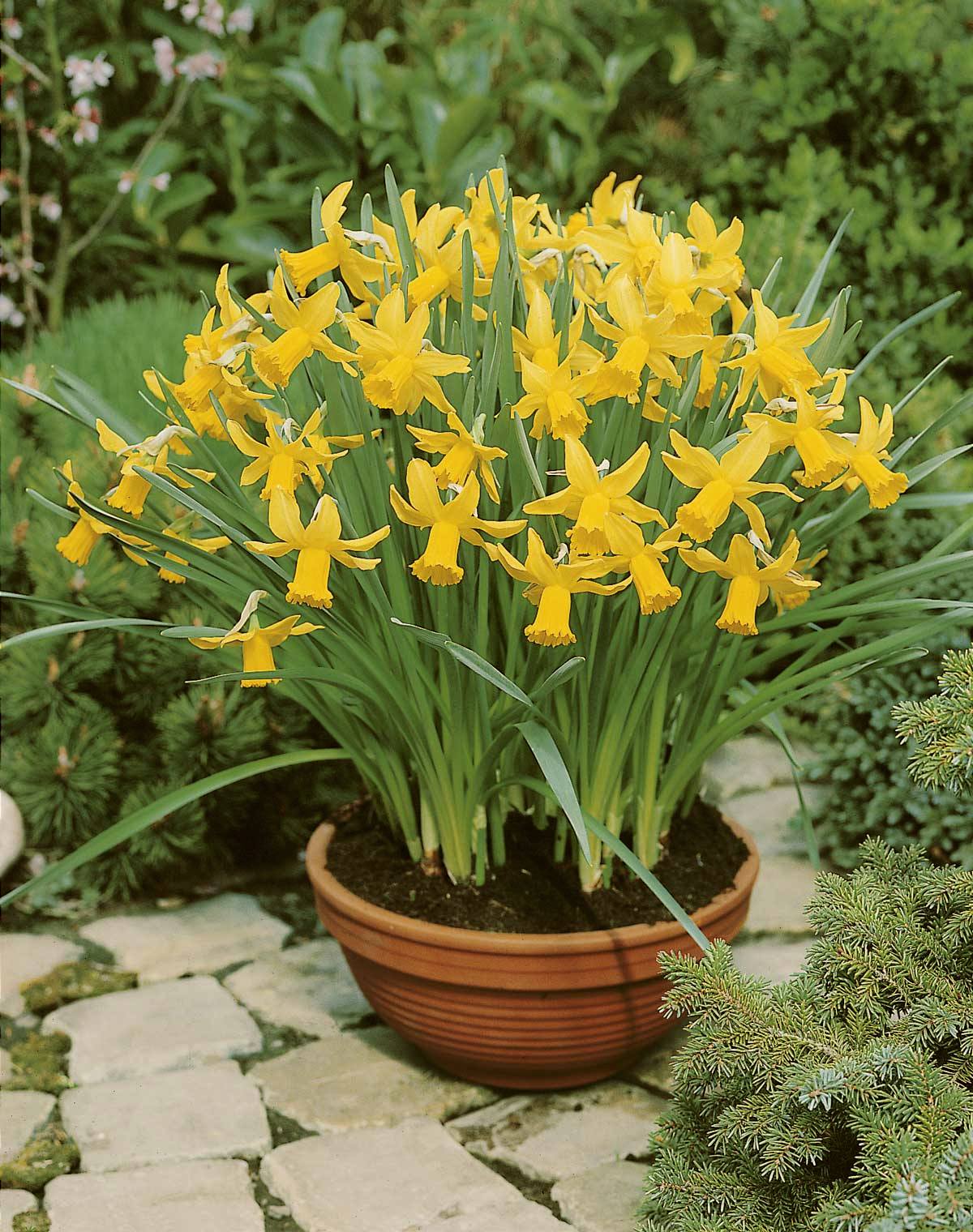 53230_14003065_FM Topf mit leuchtend gelben Narzissen (Osterglocken) in einem Terrakottatopf auf gepflastertem Weg, grüne Blätter im Frühlingsgarten