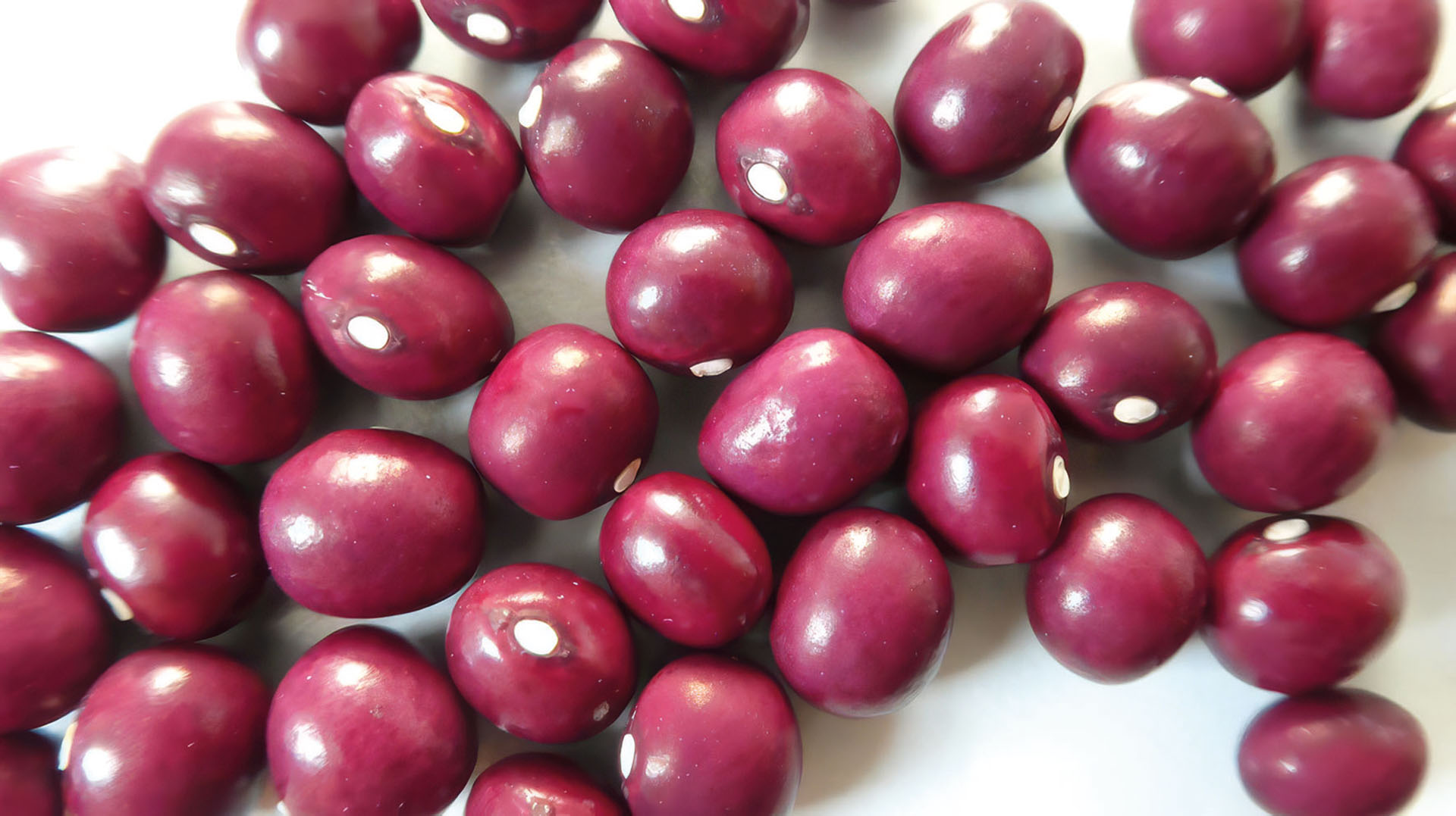 Stangenbohne Rote Kugelbohne