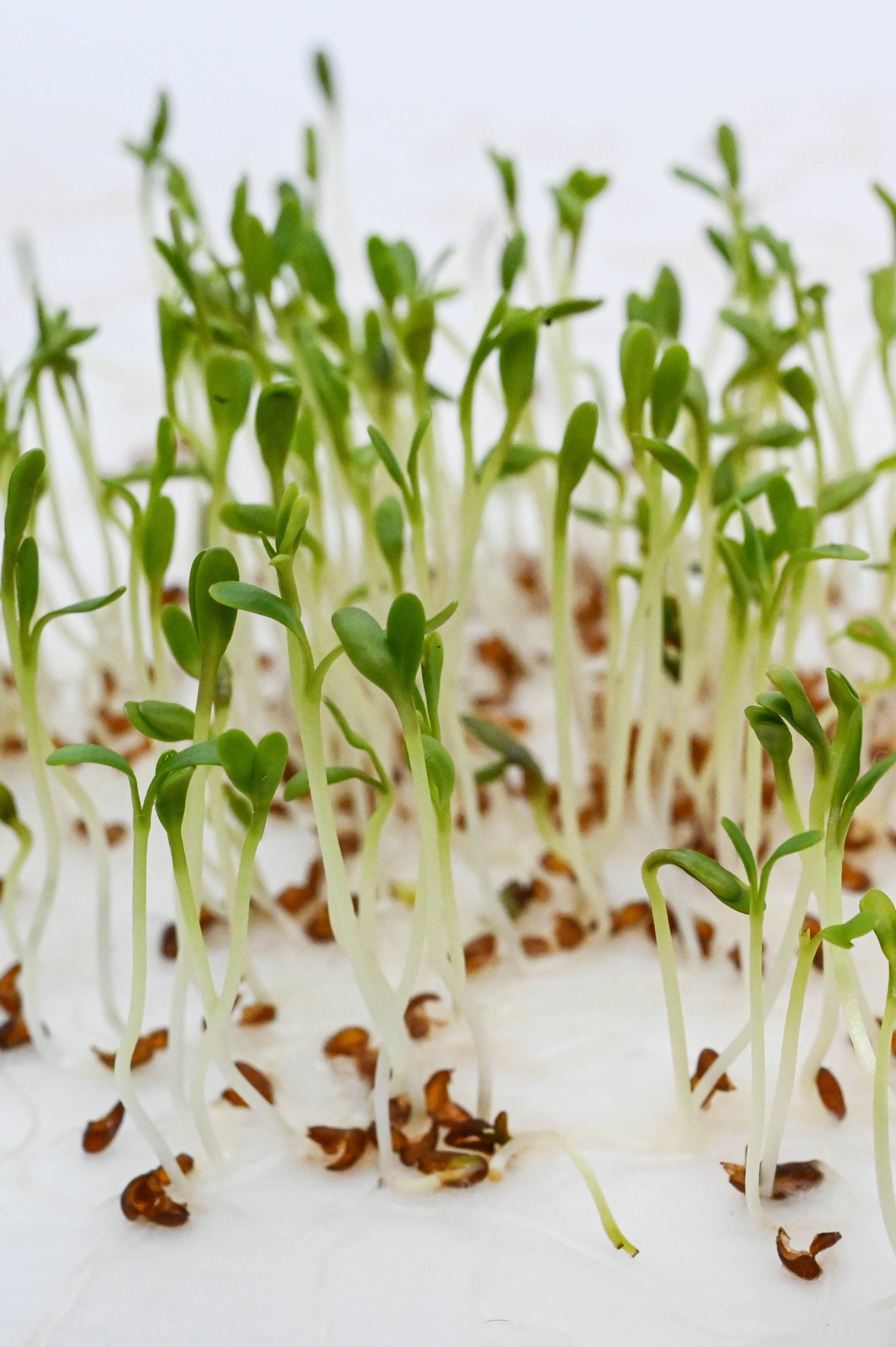 Microgreens-Keimung Junge Sprossen mit grünen Blättern und braunen Samen in einem weißen Untergrund