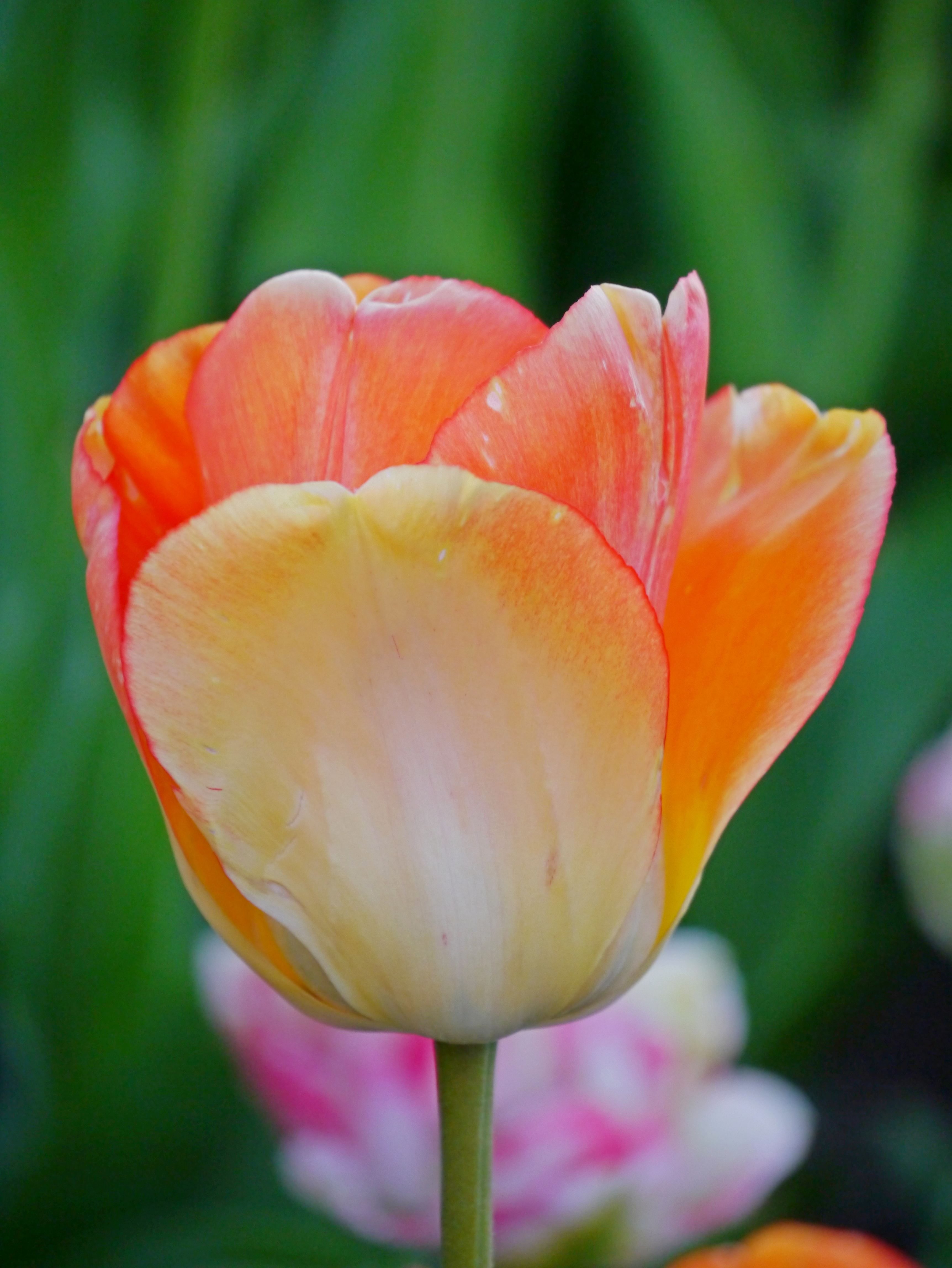 Nahaufnahme einer bunten Tulpe mit orangefarbenen und weißen Blütenblättern.