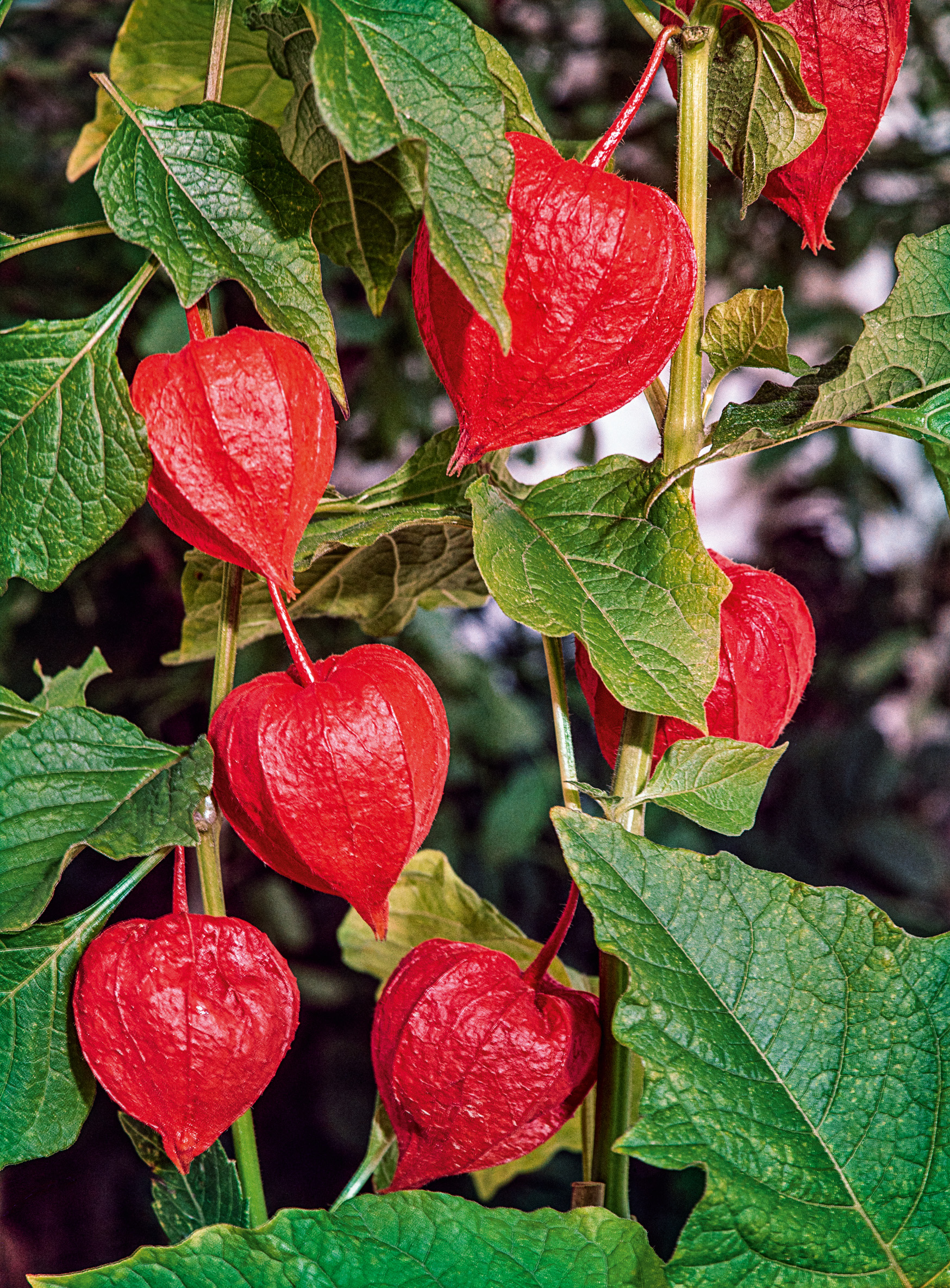 Nahaufnahme mehrerer roter, laternenförmiger Fruchthüllen der Lampionblume (Physalis) an grünen Stängeln und Blättern