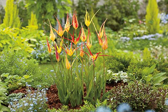 Mehrere gelb-rot gefärbte, lange spitze Tulpenstängel in einem grünen Stauden- und Bodendeckerbeet, umgeben von kleinen blauen Blüten und üppigem Laub
