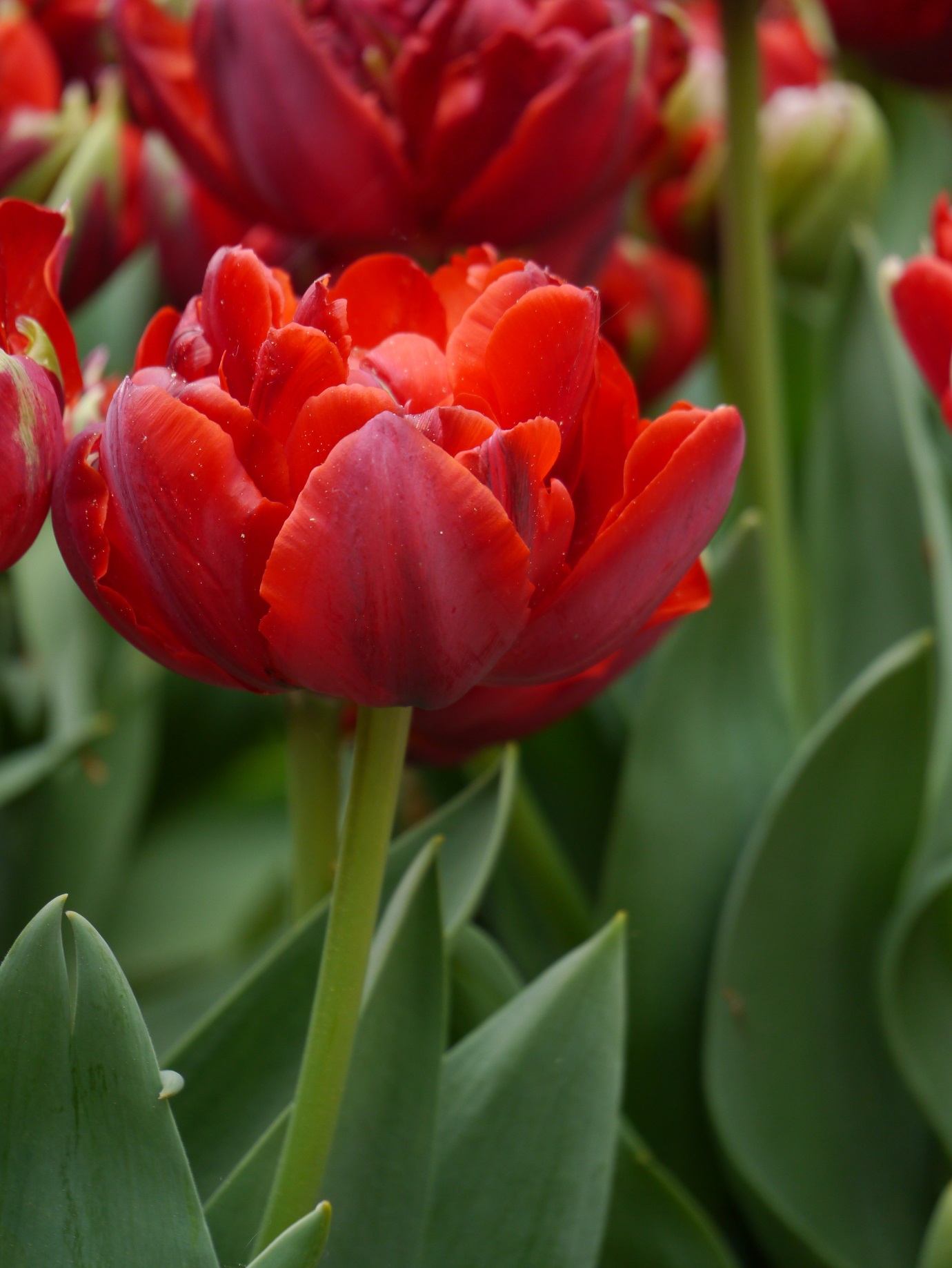 Nahe Aufnahme von leuchtend roten Tulpen mit grünen Blättern