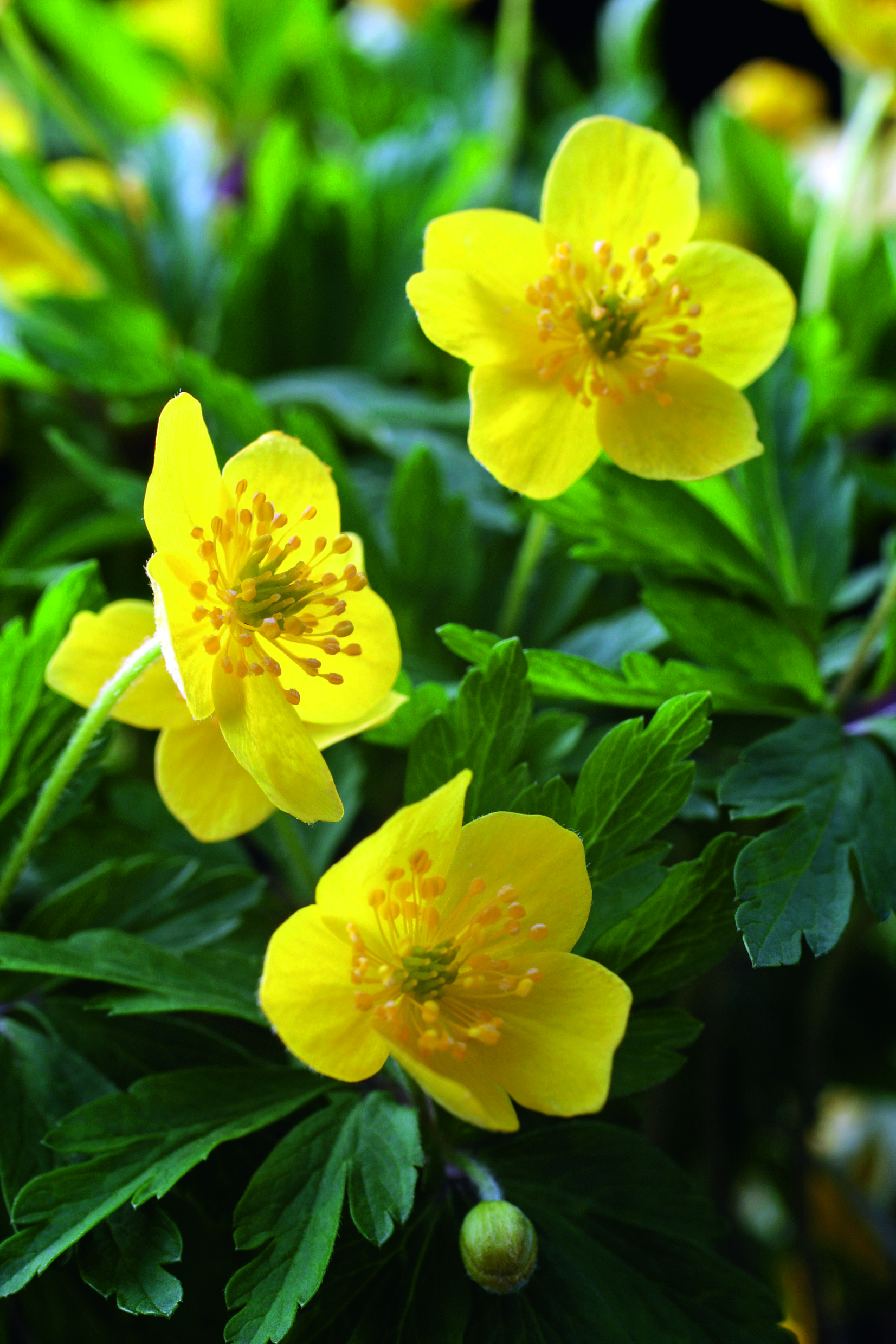 Nahaufnahme von drei gelben Blüten mit sichtbaren Staubgefäßen und grünem Laub im Hintergrund
