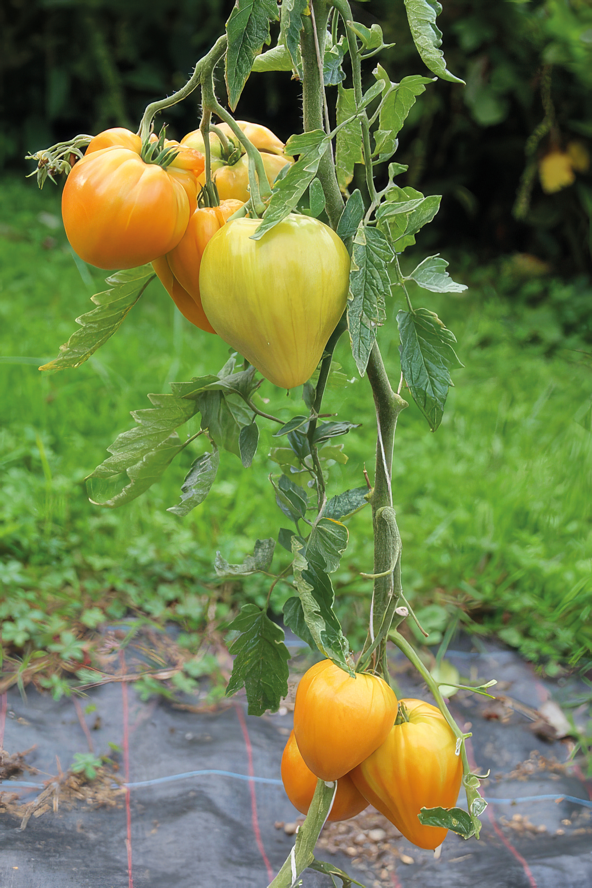 Fleischtomate Orangenes Ochsenherz