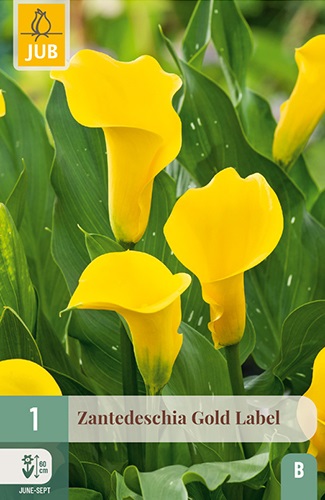 Calla/Zantedeschia Gold Label