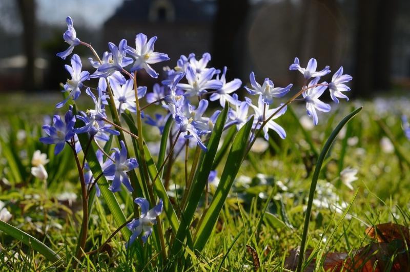 Nahaufnahme blau-weißer Frühlingsblumen mit schmalen grünen Blättern auf einer sonnigen Wiese, unscharfer Hintergrund