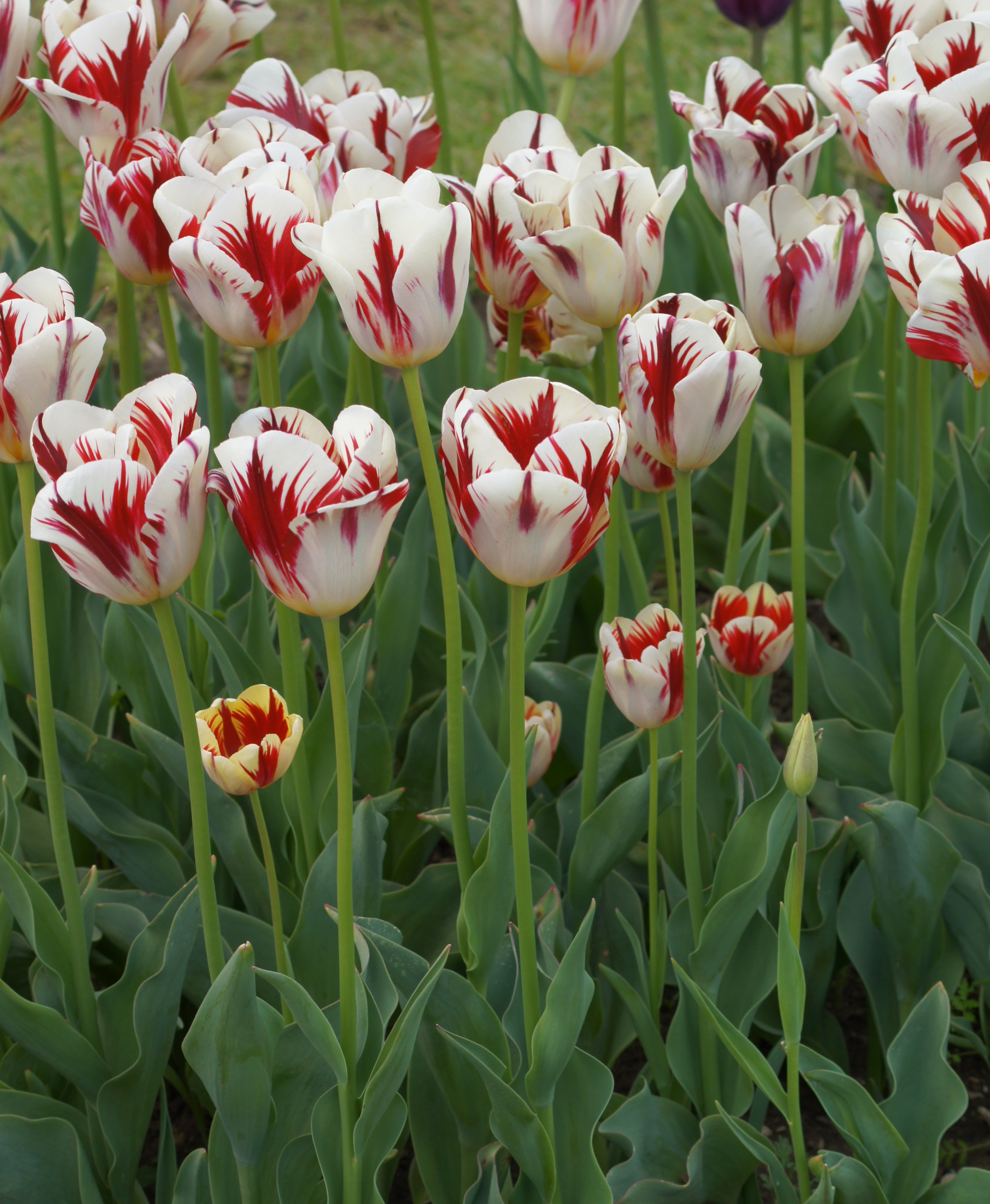 52178_Triumph-Tulpen Grand Perfection Nahaufnahme weißer Tulpen mit roten Pinselstrichen auf langen Stielen und grünem Laub