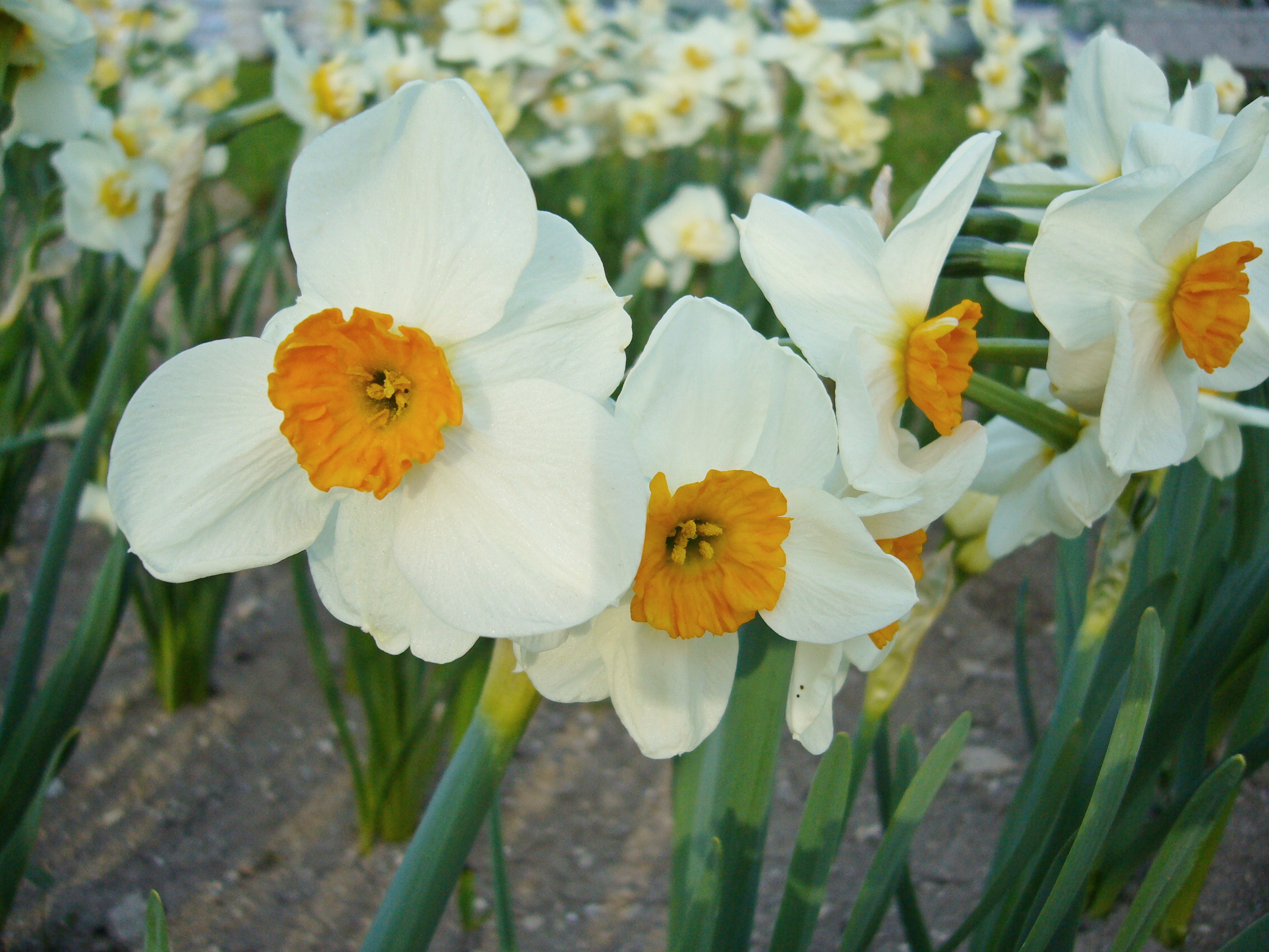 Weiße Narzissen mit orangefarbenen Trompeten im Blumenbeet