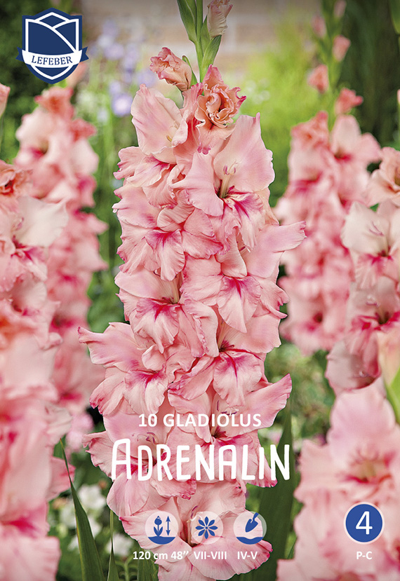 2697 Nahaufnahme einer rosé-pinken Gladiolen-Blütenrispe der Sorte 'Adrenalin' vor unscharfem Gartenhintergrund; Verpackungsabbildung mit Markenlogo und Hinweis '10 Gladiolus'.