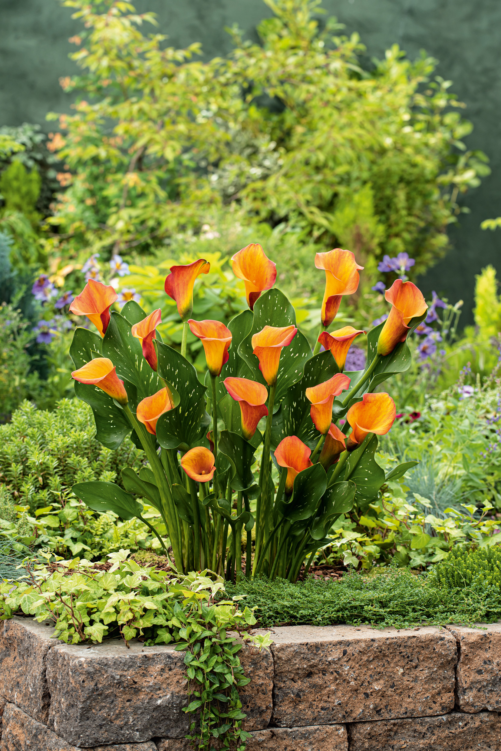 2875_Calla Passion Oranger Calla-Lilien-Bestand (Zantedeschia) mit leuchtend orangefarbenen Trompetenblüten und gesprenkelten grünen Blättern in einem erhöhten Steingartenbeet vor üppiger Sommerbepflanzung.