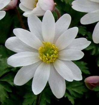 Nahaufnahme einer weißen Buschwindröschen-Blüte (Anemone nemorosa) mit gelbem Blütenzentrum und grünen Blättern