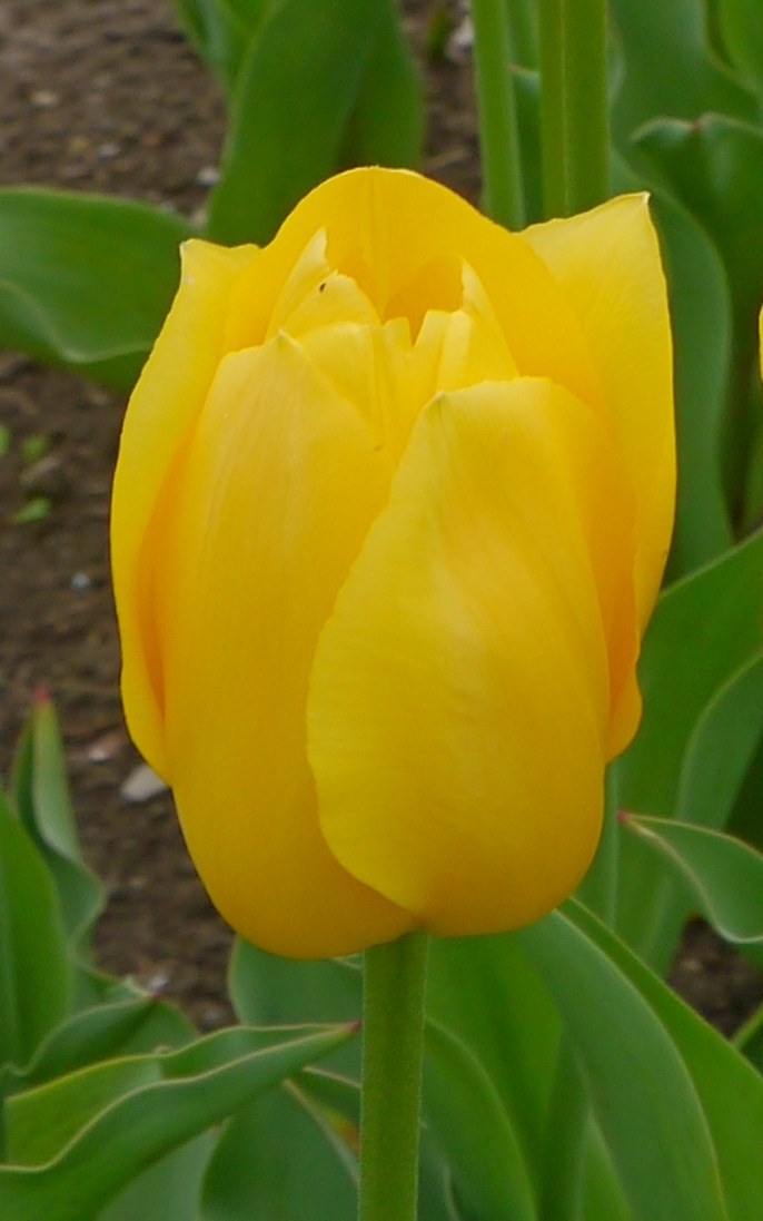 Nahaufnahme einer gelben Tulpe mit geschlossen wirkender Blüte, grünem Stiel und Blättern im Hintergrund