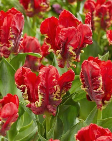 Rote Tulpen mit auffälligen fransigen Blütenblättern in einem Garten