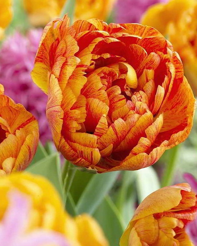 Nahaufnahme einer gefüllten Tulpe in Orange-Gelb mit roten Streifen, pfingstrosenähnliche Blüte im Frühlingsbeet