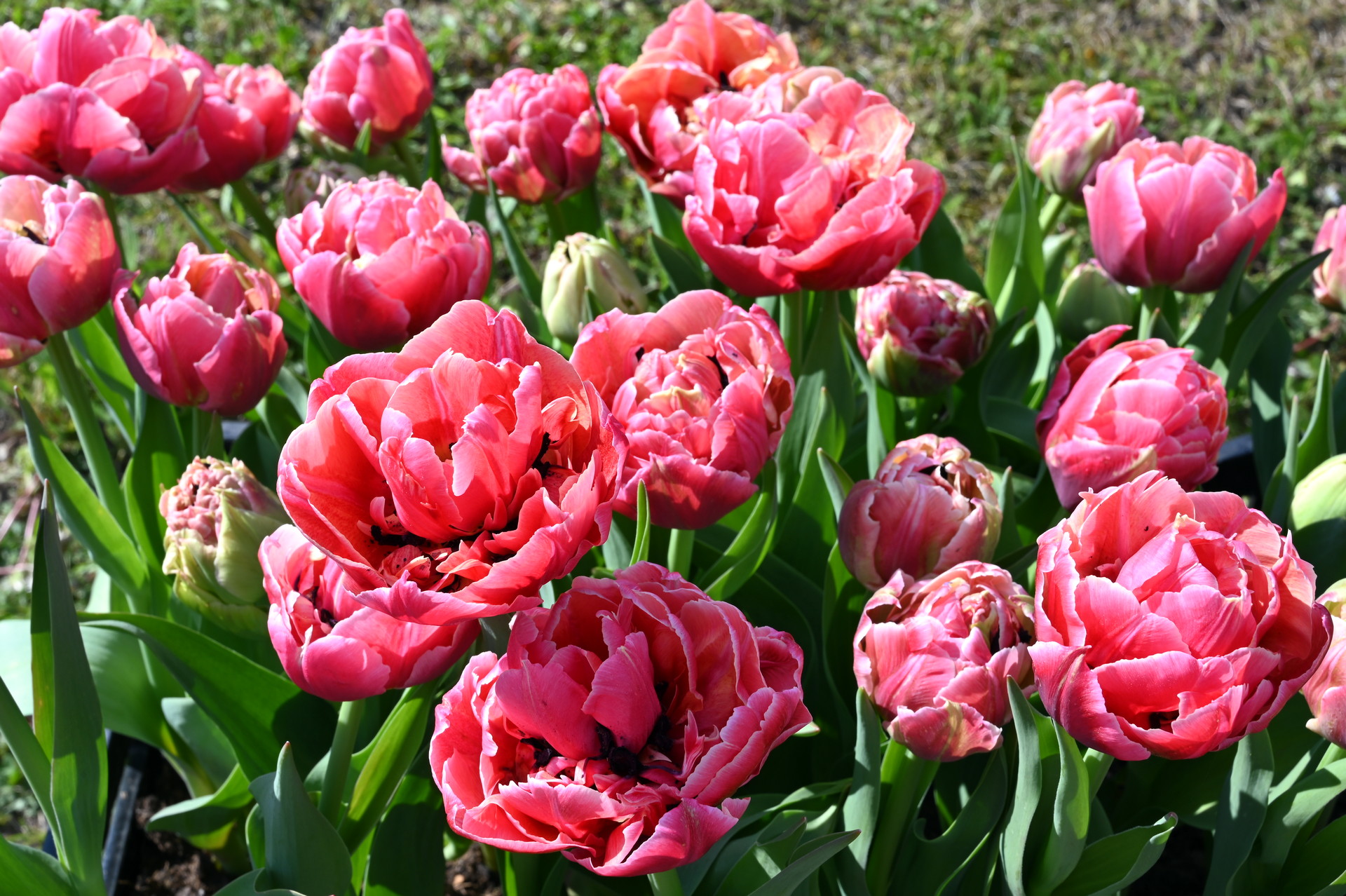 Gefüllte frühe Tulpen Verona Sunrise mit großen pink-rosafarbenen, dicht gefüllten Blüten und grünem Laub im Gartenbeet
