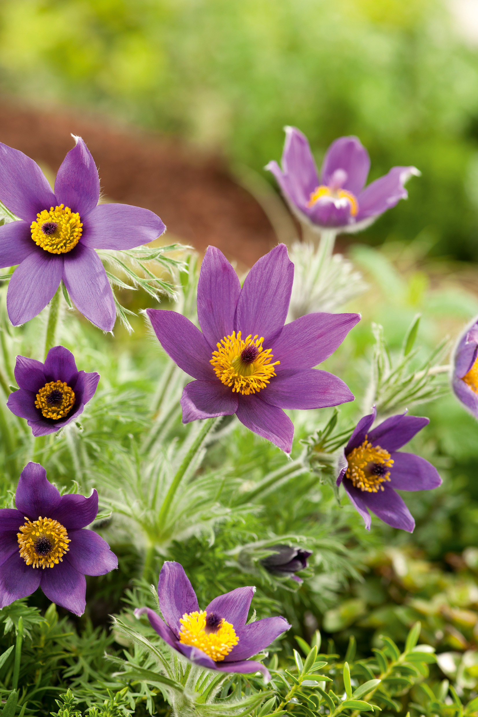Nahaufnahme mehrerer violetter Küchenschellen (Pulsatilla) mit markanten gelben Staubblättern, umgeben von feinen, behaarten Blättern und grünem Beet im unscharfen Hintergrund