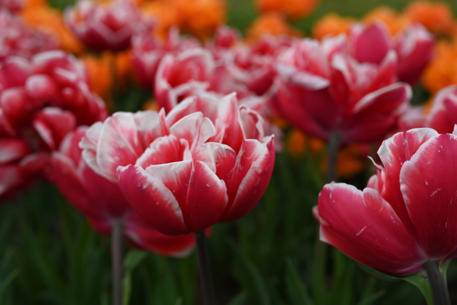 Nahaufnahme von roten Tulpen mit weißen Blütenrändern vor unscharfem orangefarbenem Hintergrund
