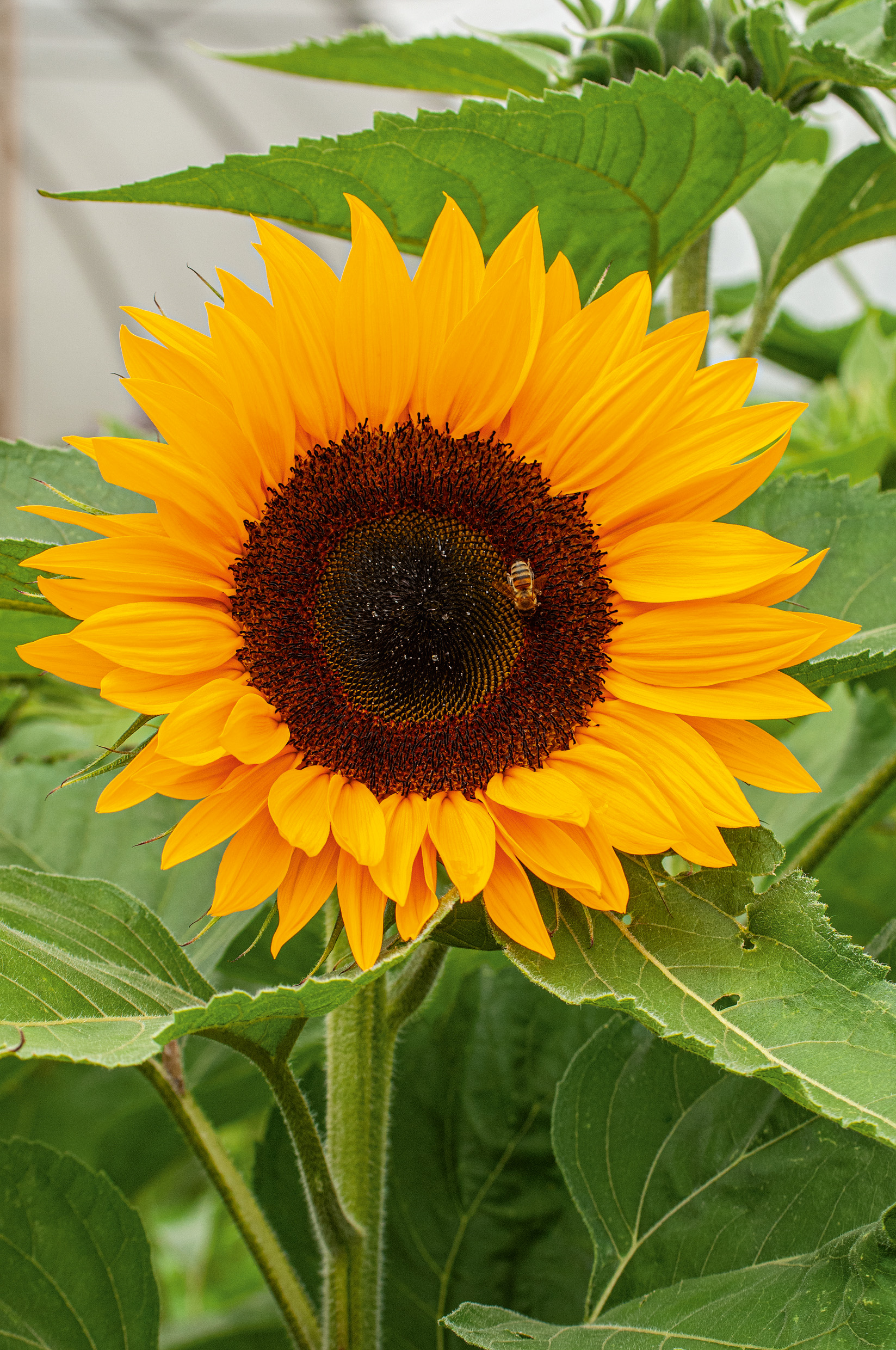 Nahaufnahme einer leuchtend gelben Sonnenblume mit dunkelbraunem Zentrum und einer Biene, umgeben von grünen Blättern