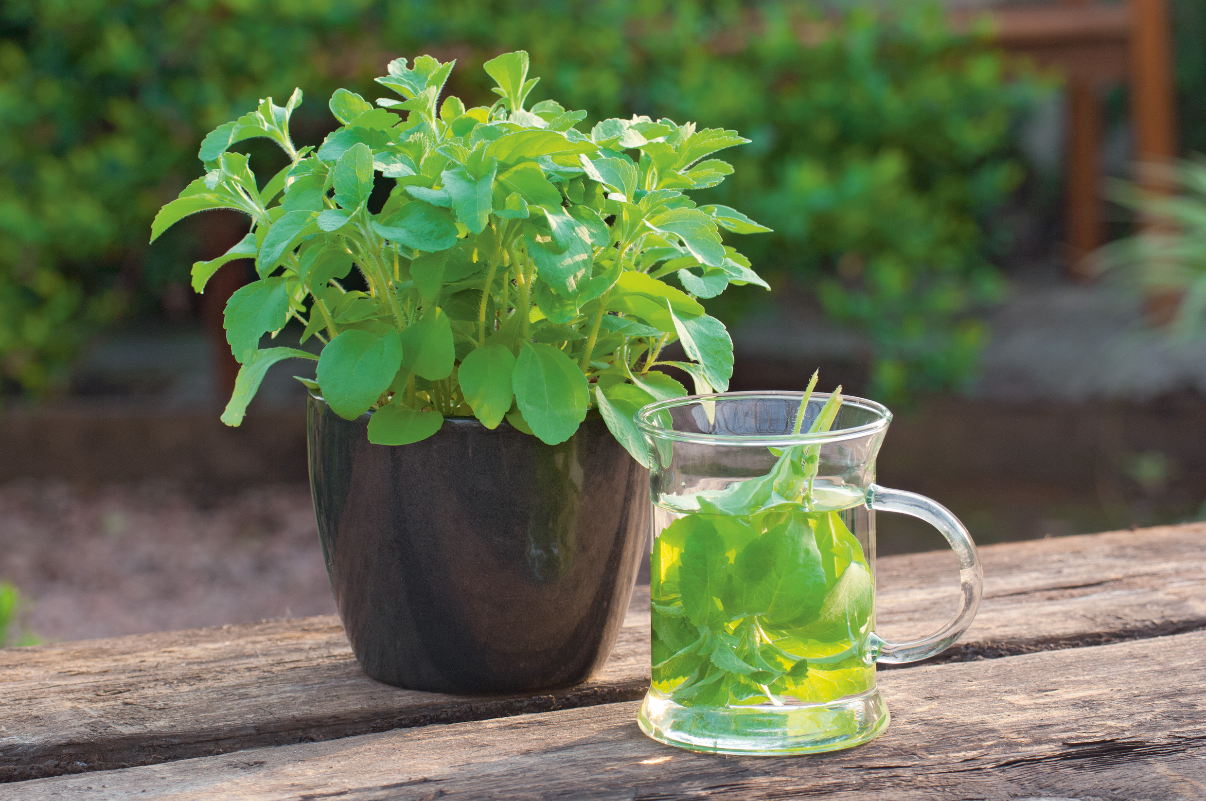 Frische grüne Minzpflanze im schwarzen Topf neben einem Glasbecher mit Minzblättern in Wasser auf rustikalem Holztisch, unscharfer Gartenhintergrund