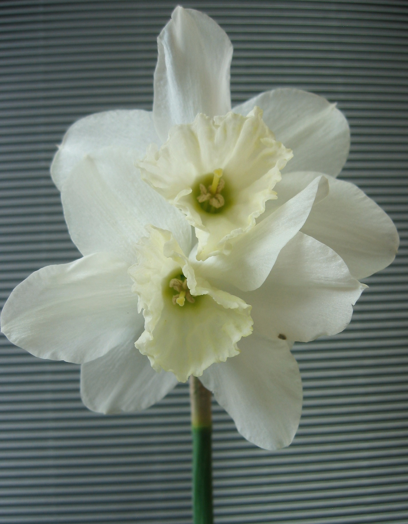 Triandrus-Narzisse Tresamble mit mehreren weißen Blüten und hellgelber Nebenkrone, elegante Engelstränen-Narzisse mit zartem Duft