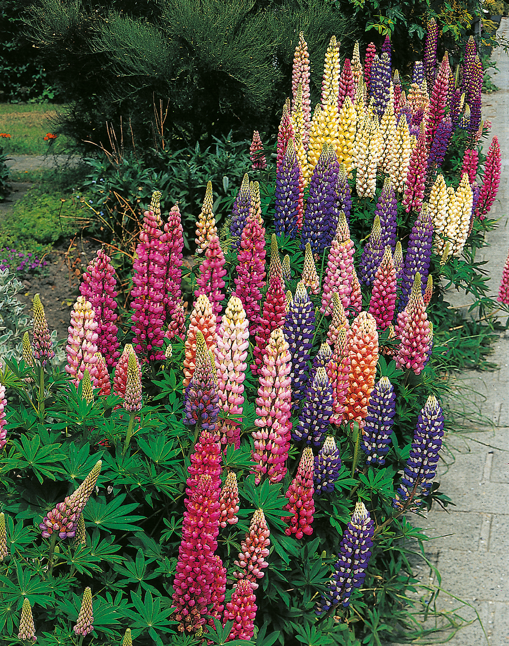 96070_Lupinen Mix Mehrjährige Lupinen mit hohen, spitzen Blütenrispen in Rosa, Lila, Gelb und Weiß in einem üppigen Gartenbeet neben einem Gehweg