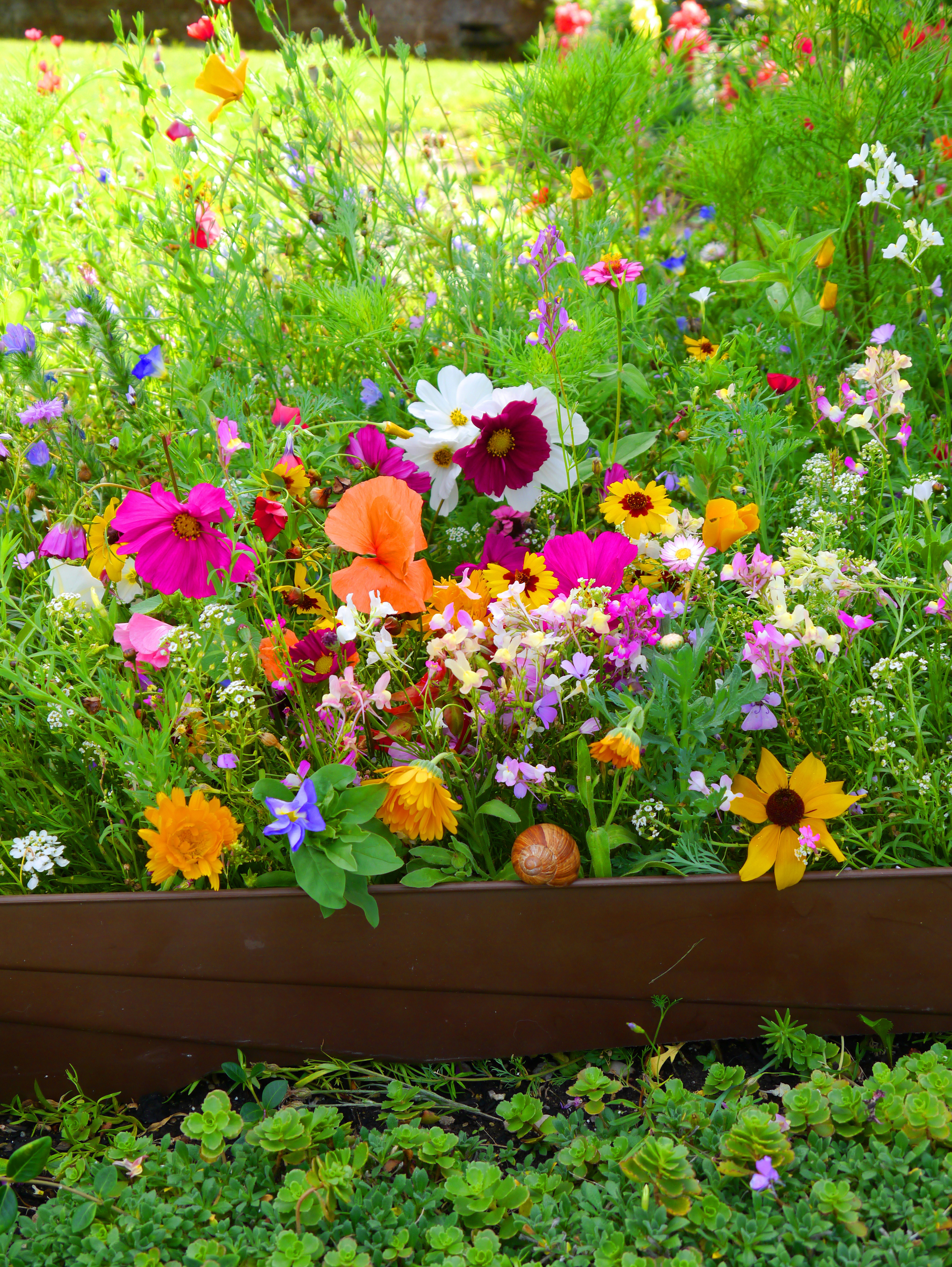 Nahaufnahme eines bunten Hochbeets mit Wildblumenmix: Cosmeen, Ringelblumen, Stiefmütterchen und weitere Sommerblumen in Pink, Orange, Gelb und Weiß; grünes Blattwerk und Schneckengehäuse am Beetrand.