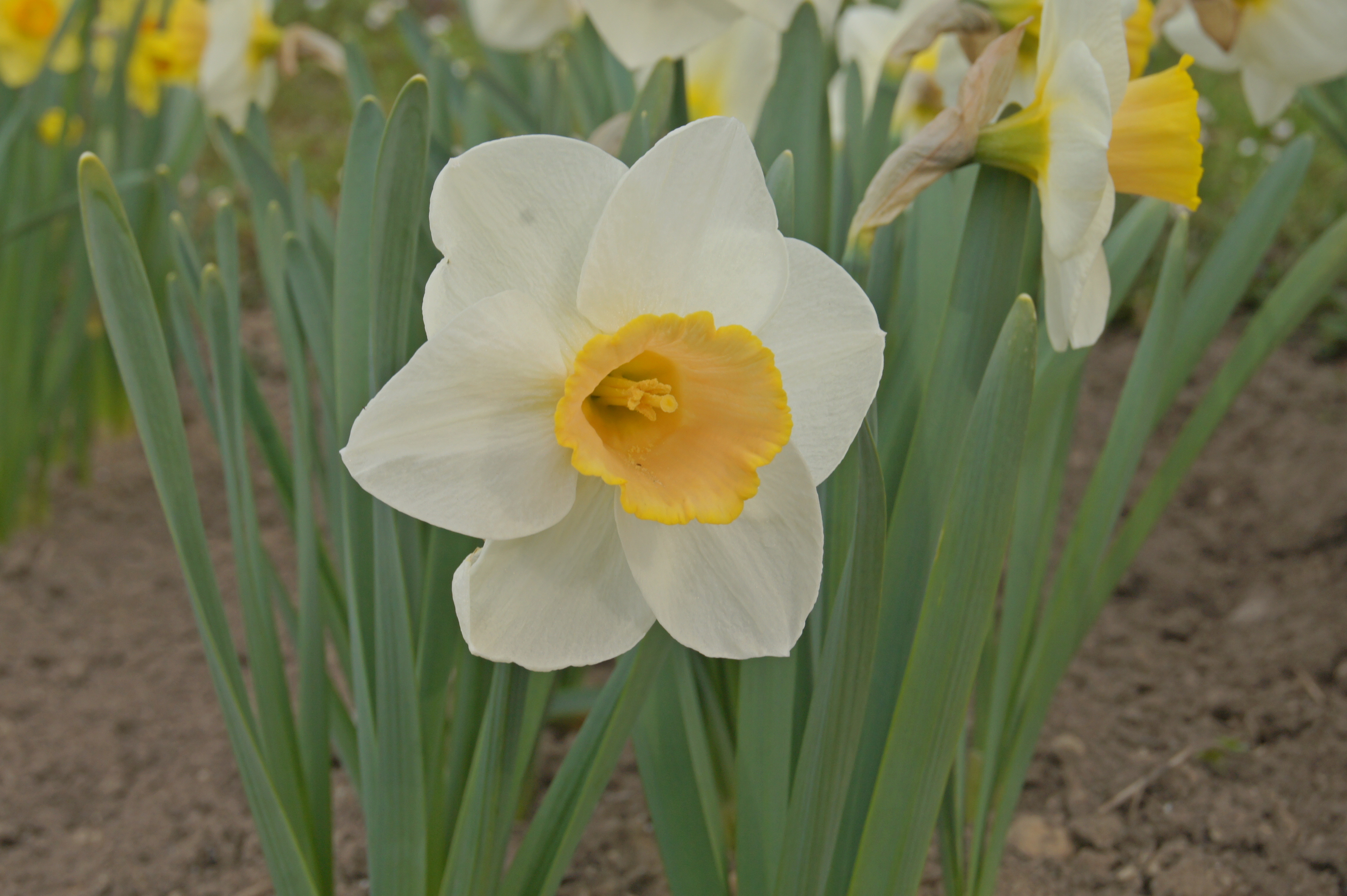 Nahaufnahme einer weiß-gelben Narzisse mit gelber Trompetenkrone und grünen Blättern in einem Blumenbeet