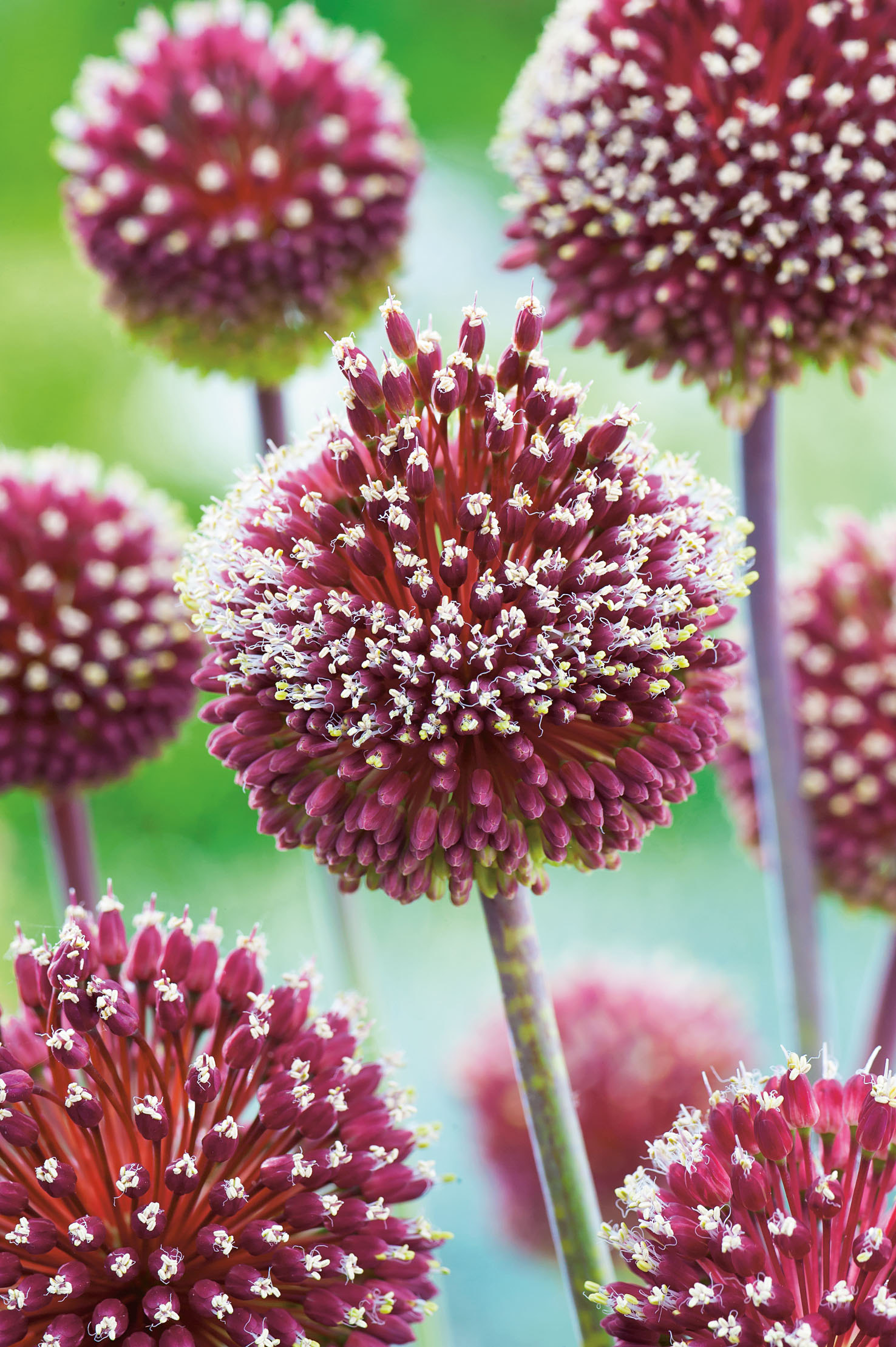 56051_14279841_FM Nahaufnahme mehrerer purpurroter Zierlauch-Kugelblüten (Allium) mit zahlreichen kleinen weißen Blüten auf schlanken Stängeln vor unscharf grünem Hintergrund