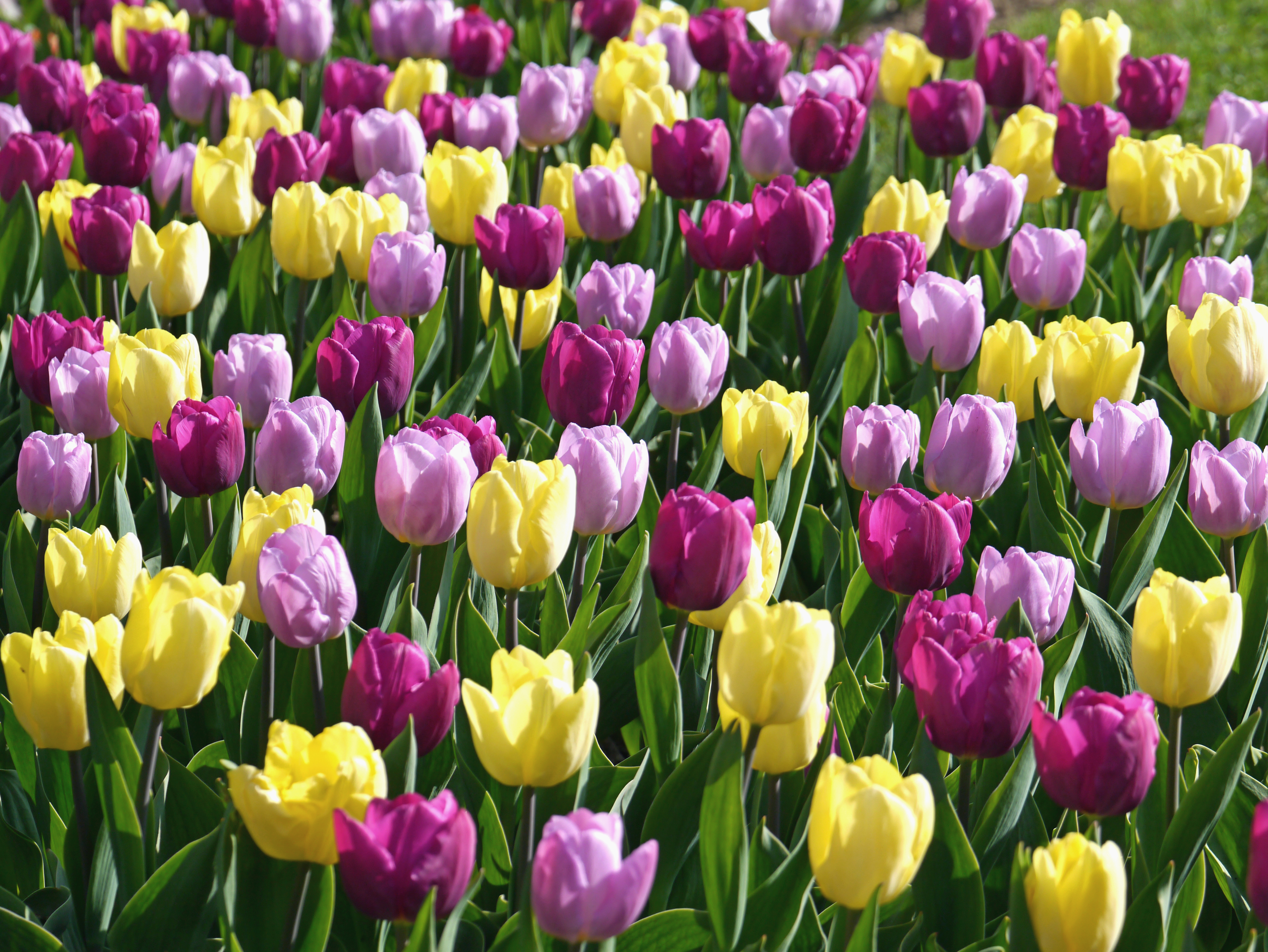 Tulpen-Mischung Neon Mix