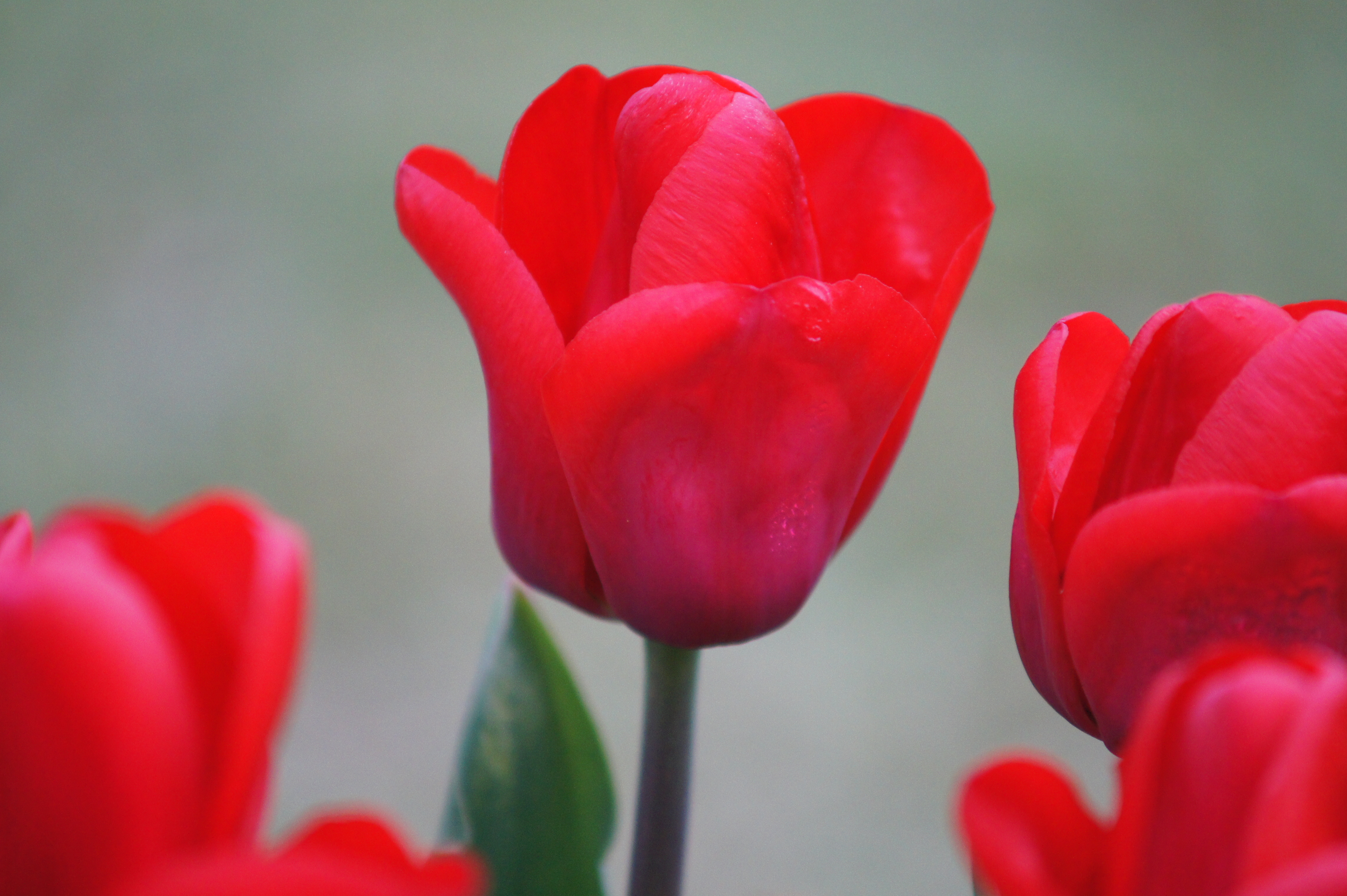 Rote Tulpen in Nahaufnahme vor unscharfem grünlichem Hintergrund