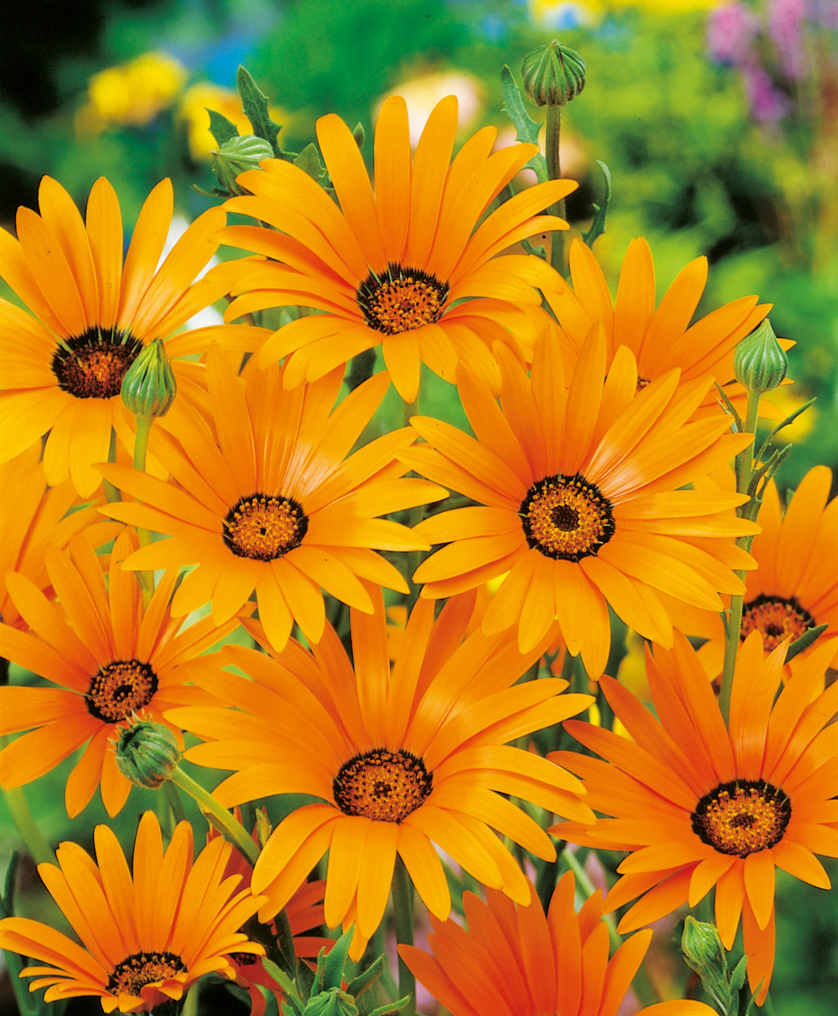Nahaufnahme leuchtend orangefarbener, margeritenähnlicher Blumen mit dunkelbraunen Zentren und grünen Knospen auf dichtem Stielbestand im sommerlichen Garten
