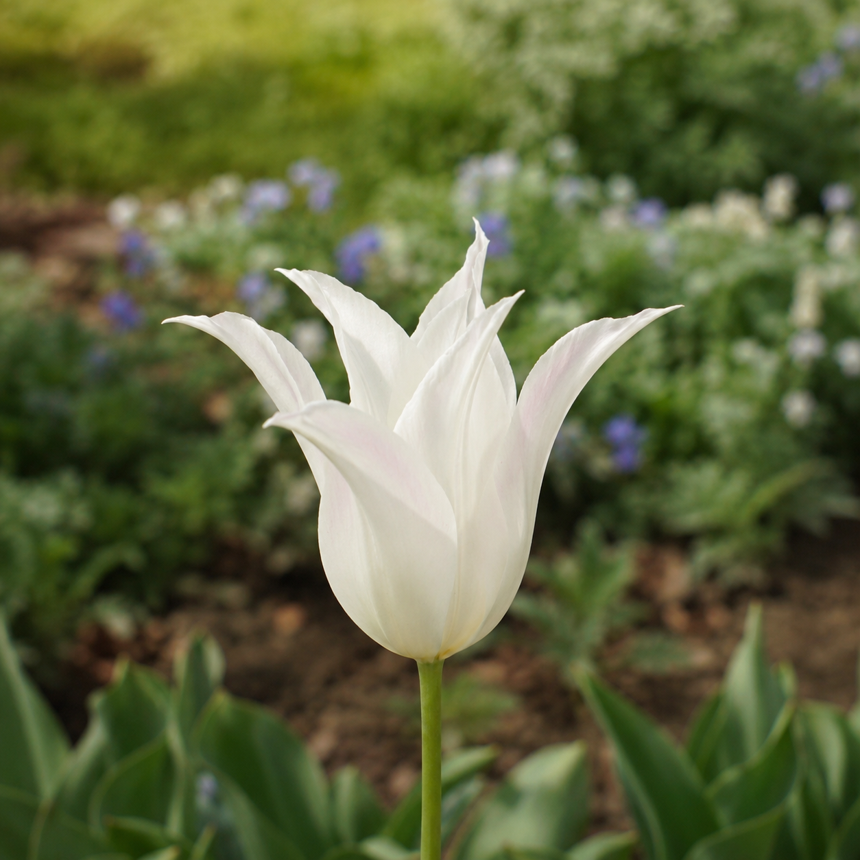 Lilienblütige Tulpen Johan Cruyff
