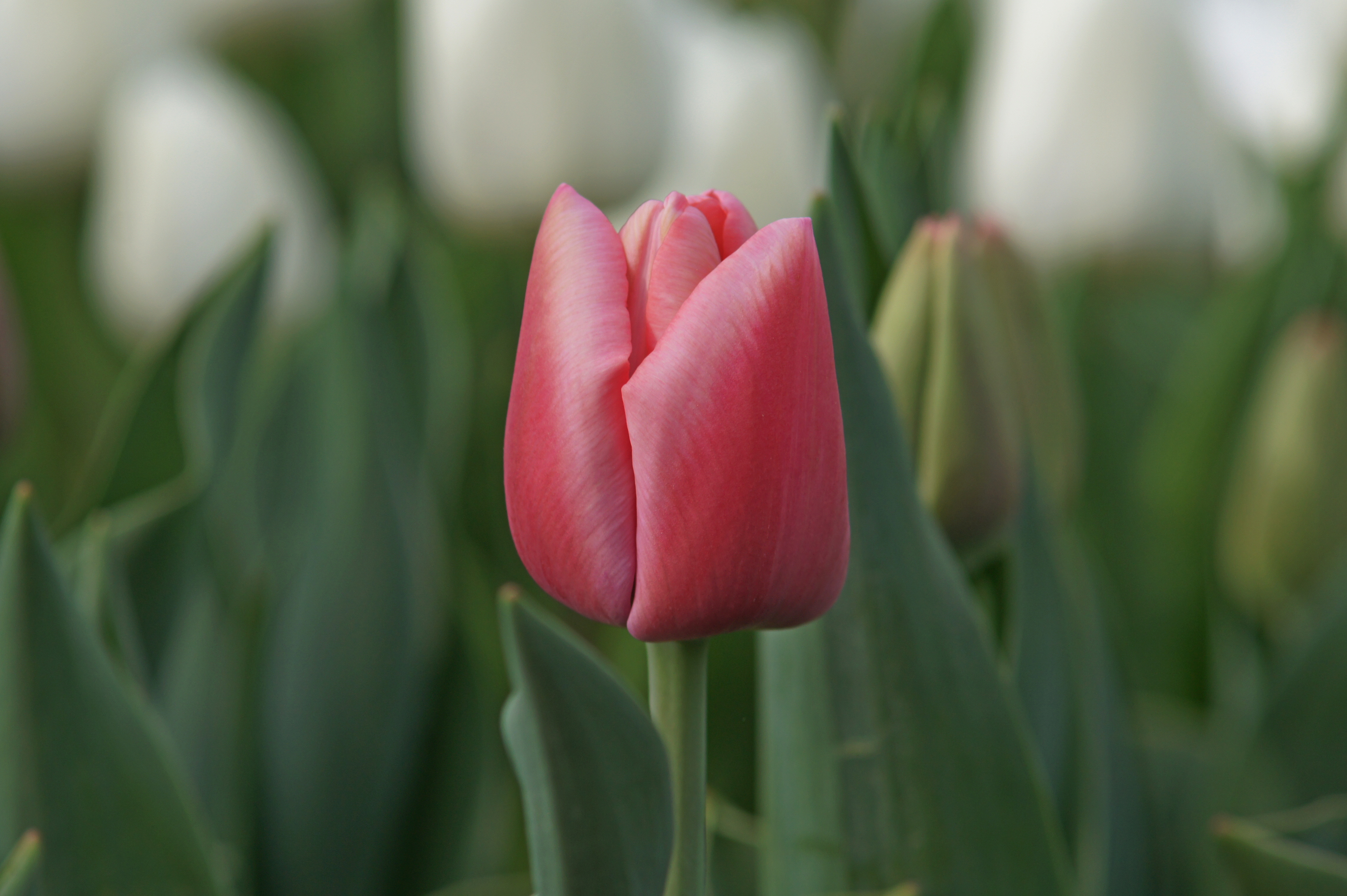 Nahaufnahme einer rosa Tulpenknospe mit grünem Stiel und Blättern, unscharfer Hintergrund mit weißen Tulpen